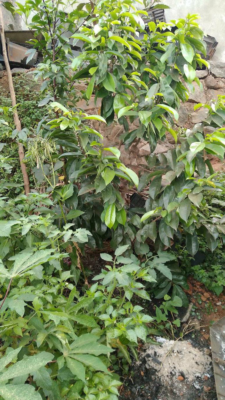 tree