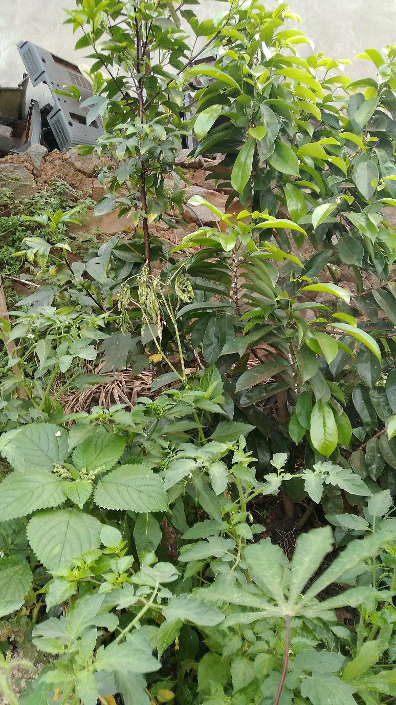 tree