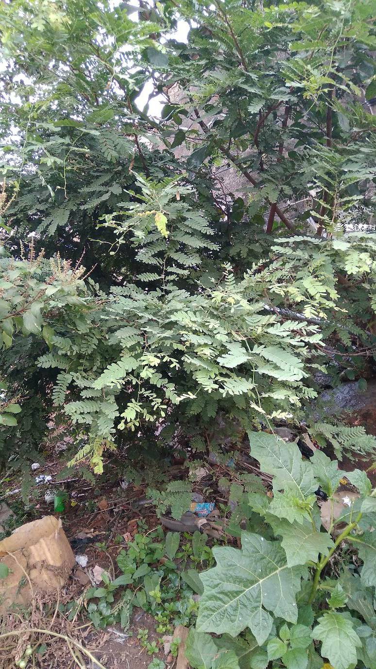 tree