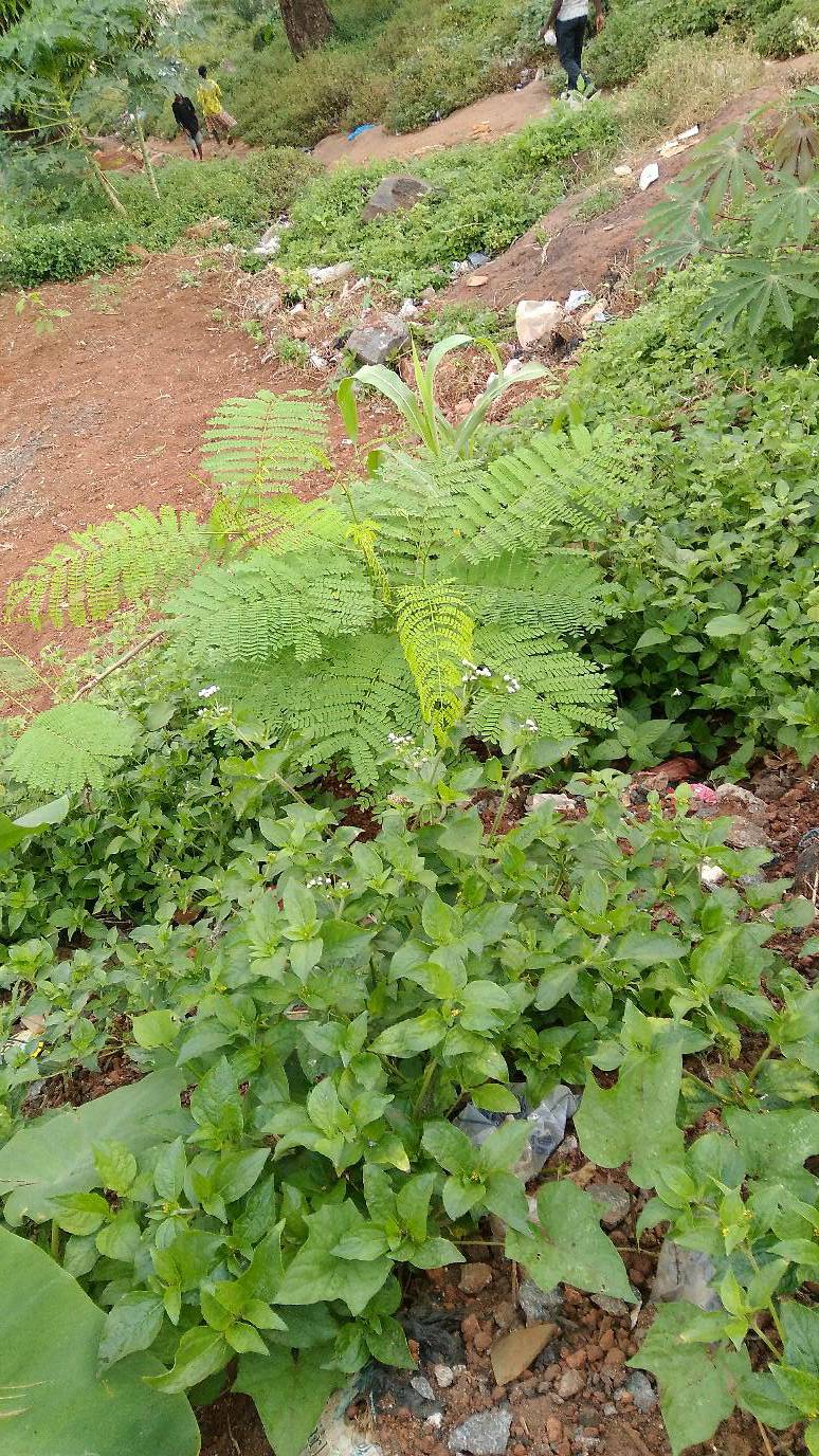 tree