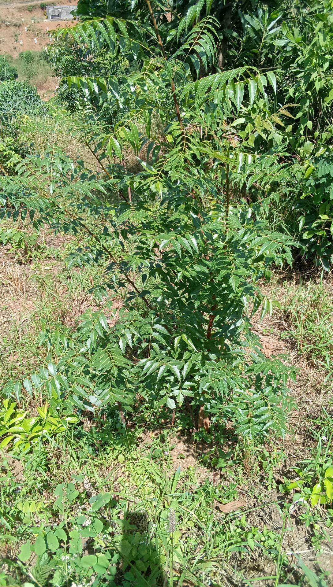 tree