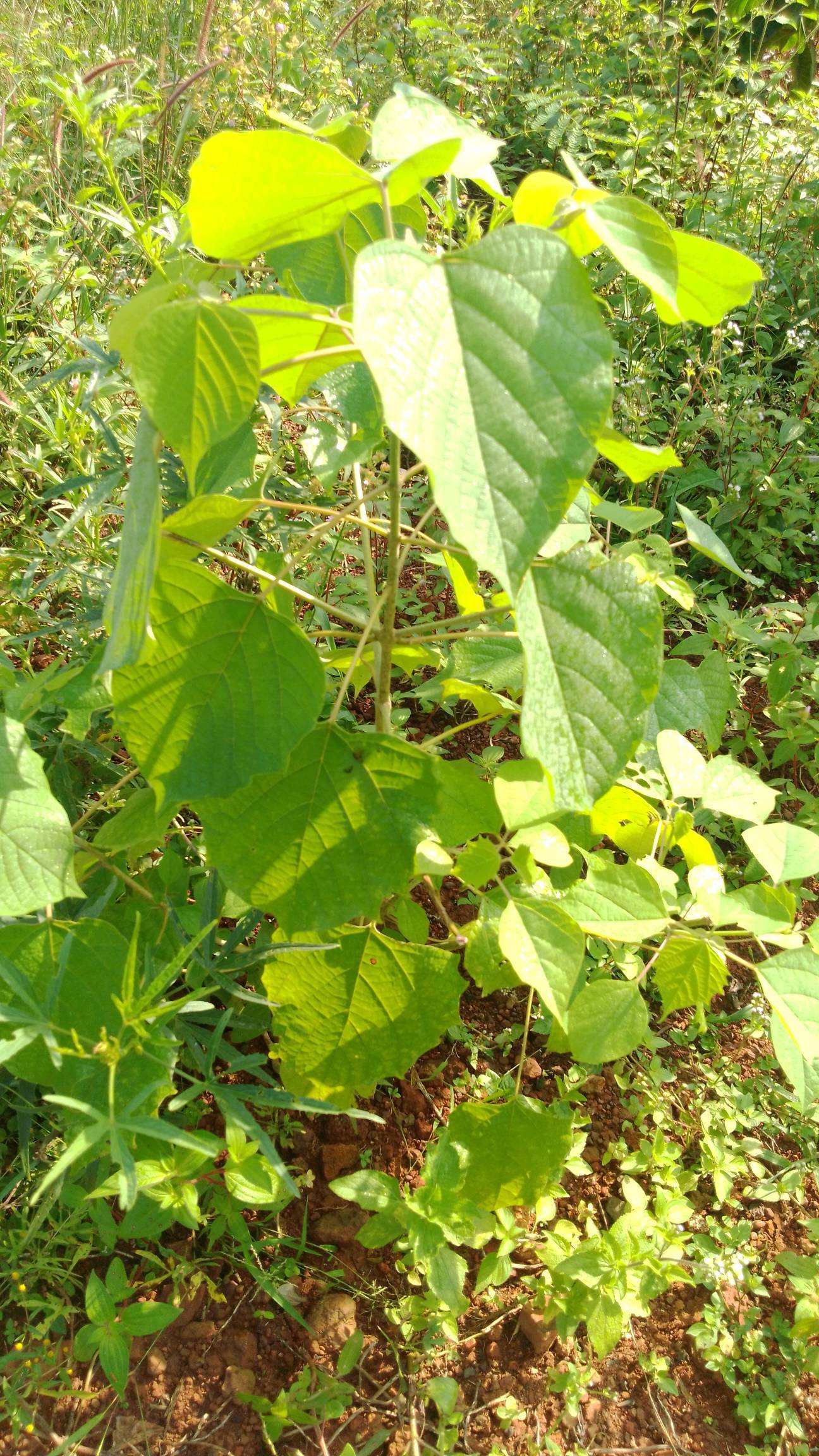 tree
