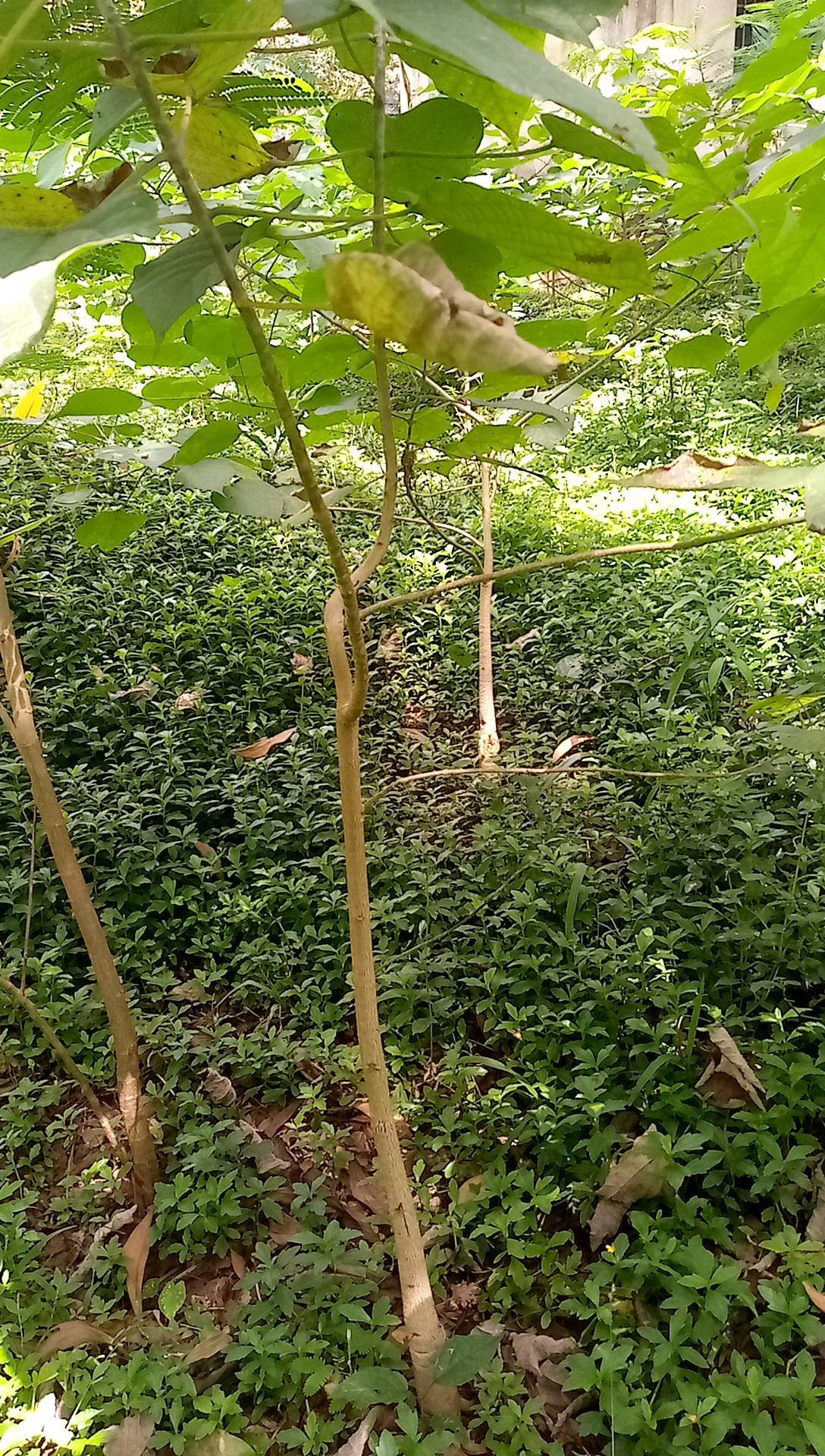 tree