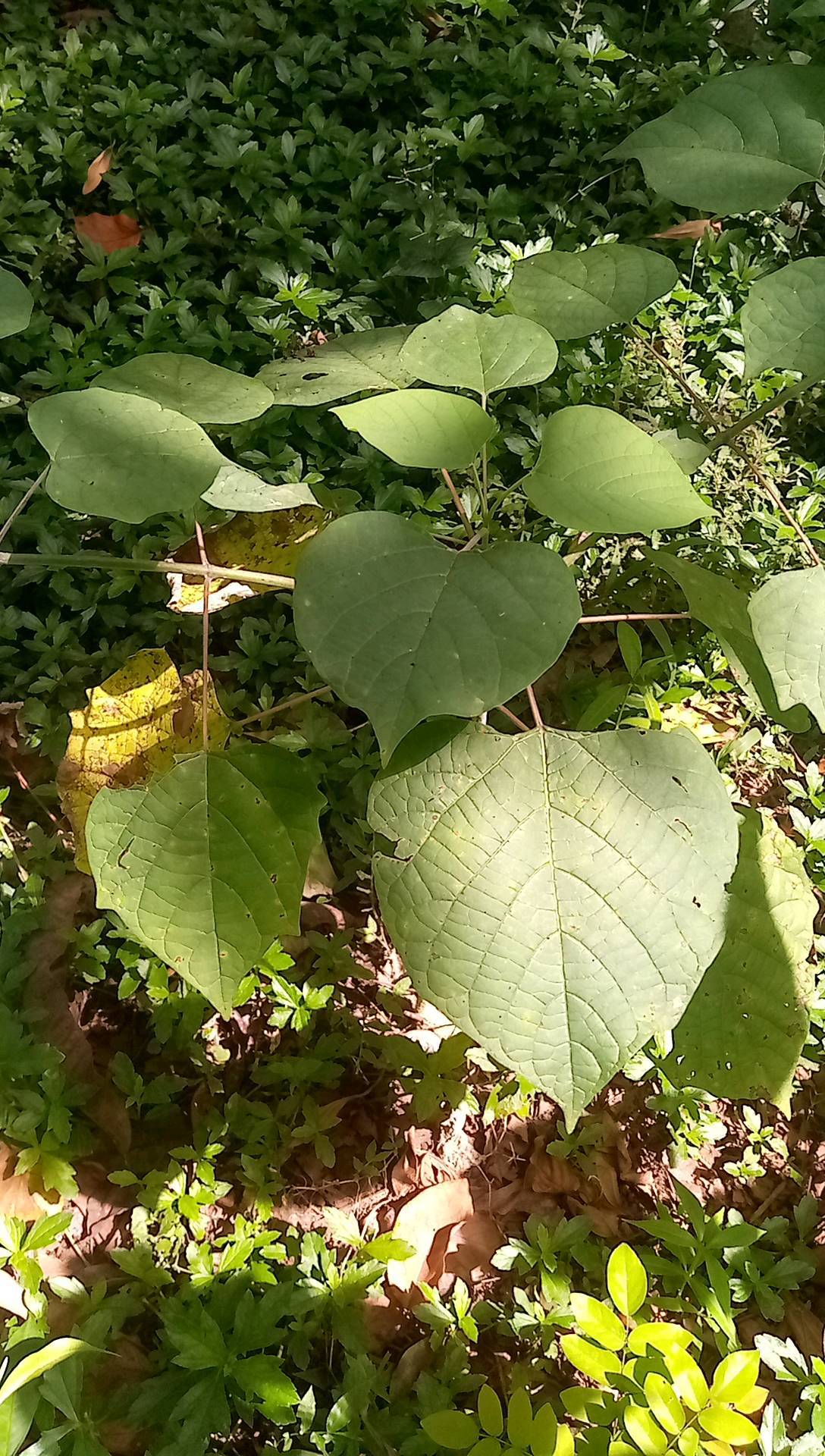 tree