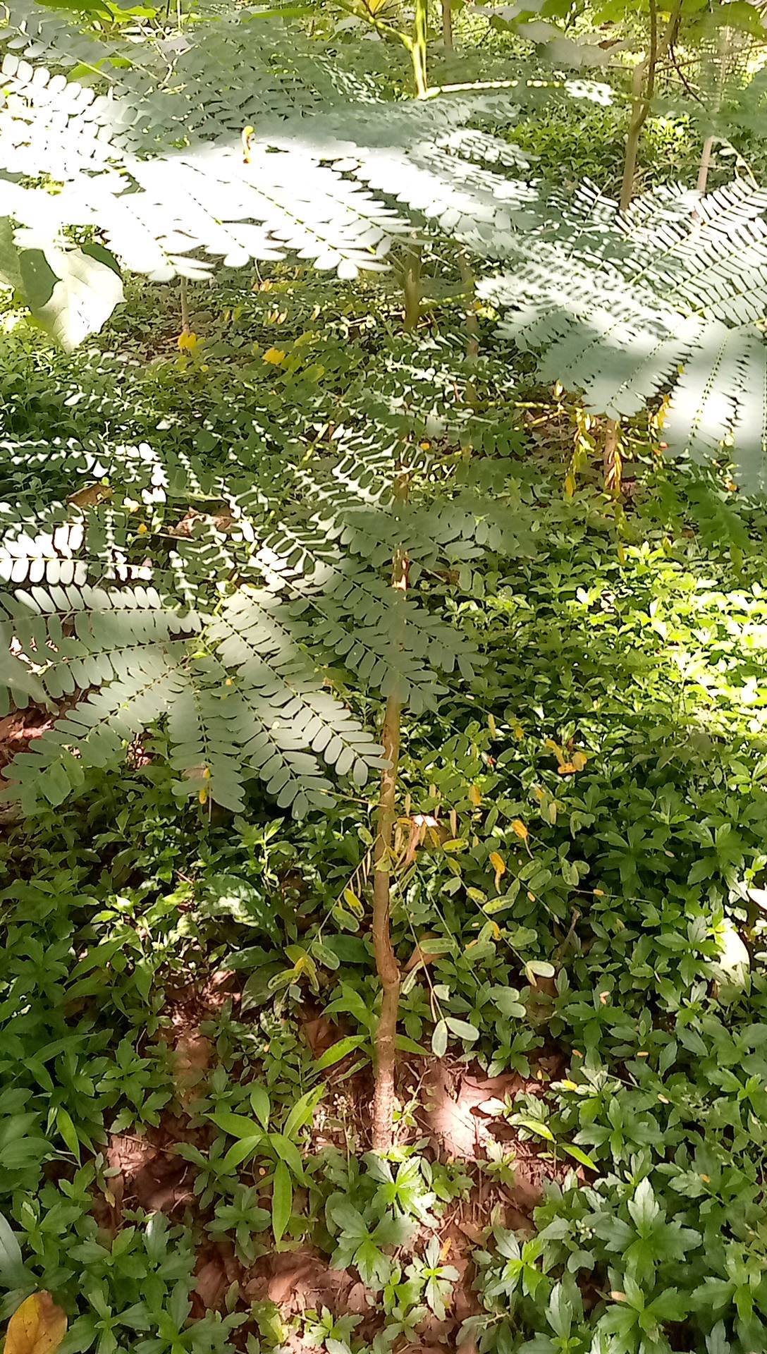 tree