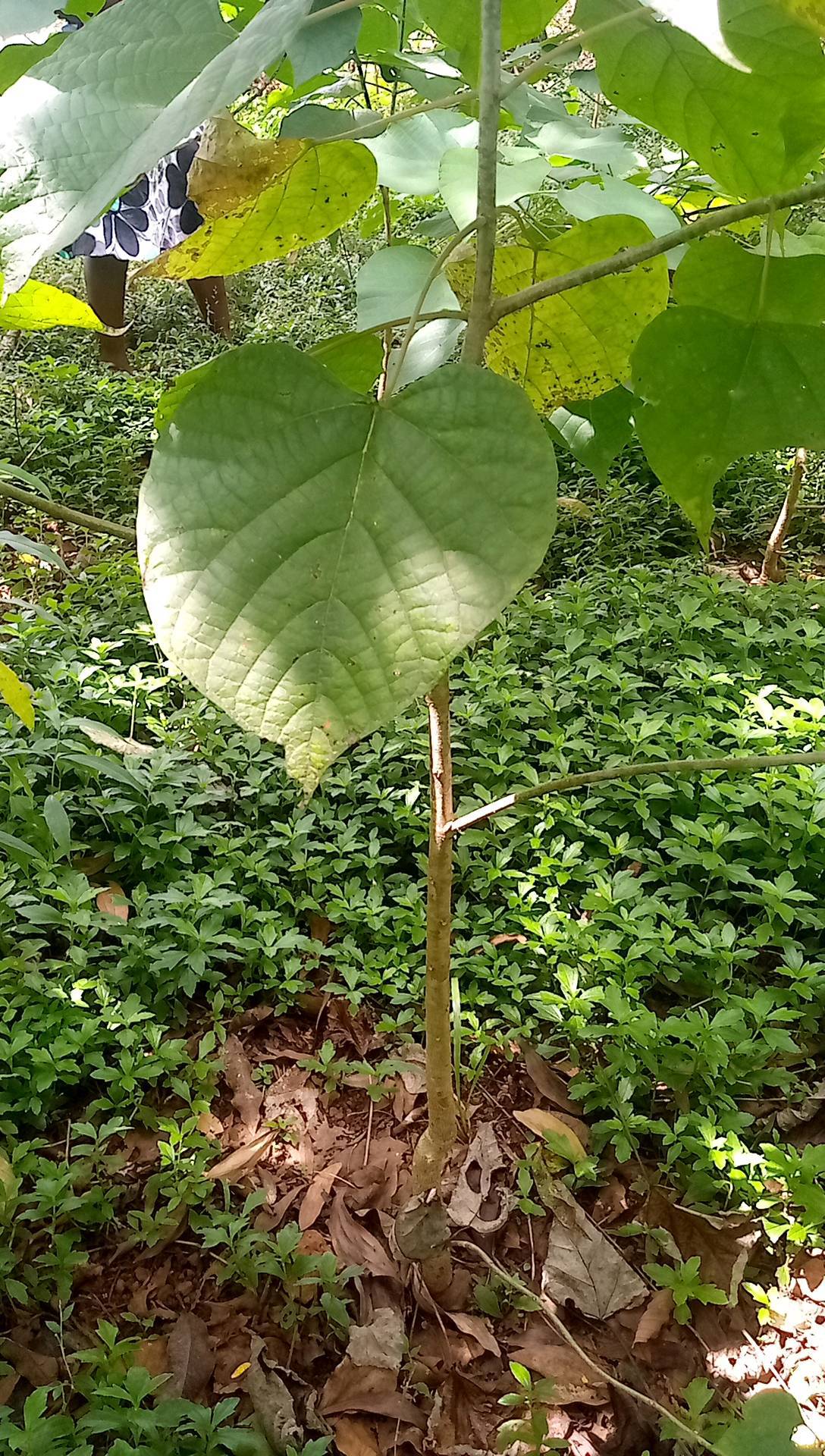 tree