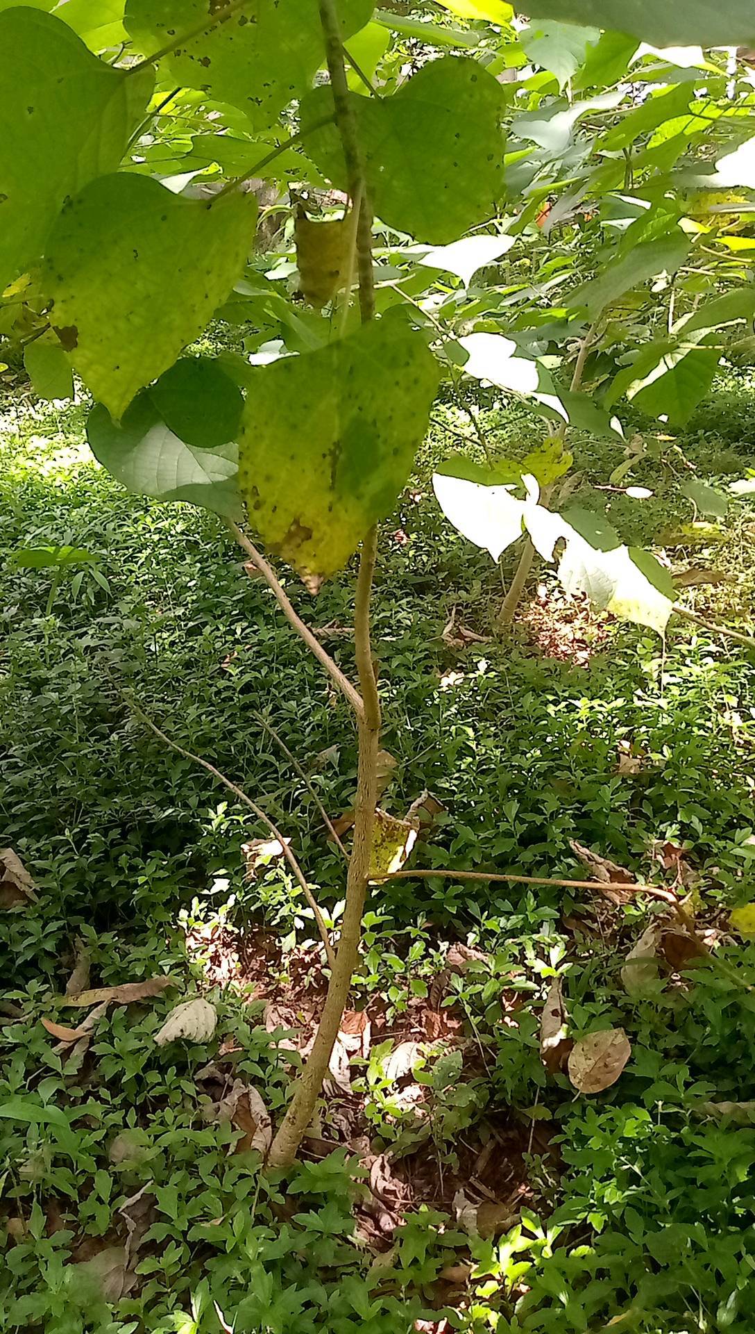 tree