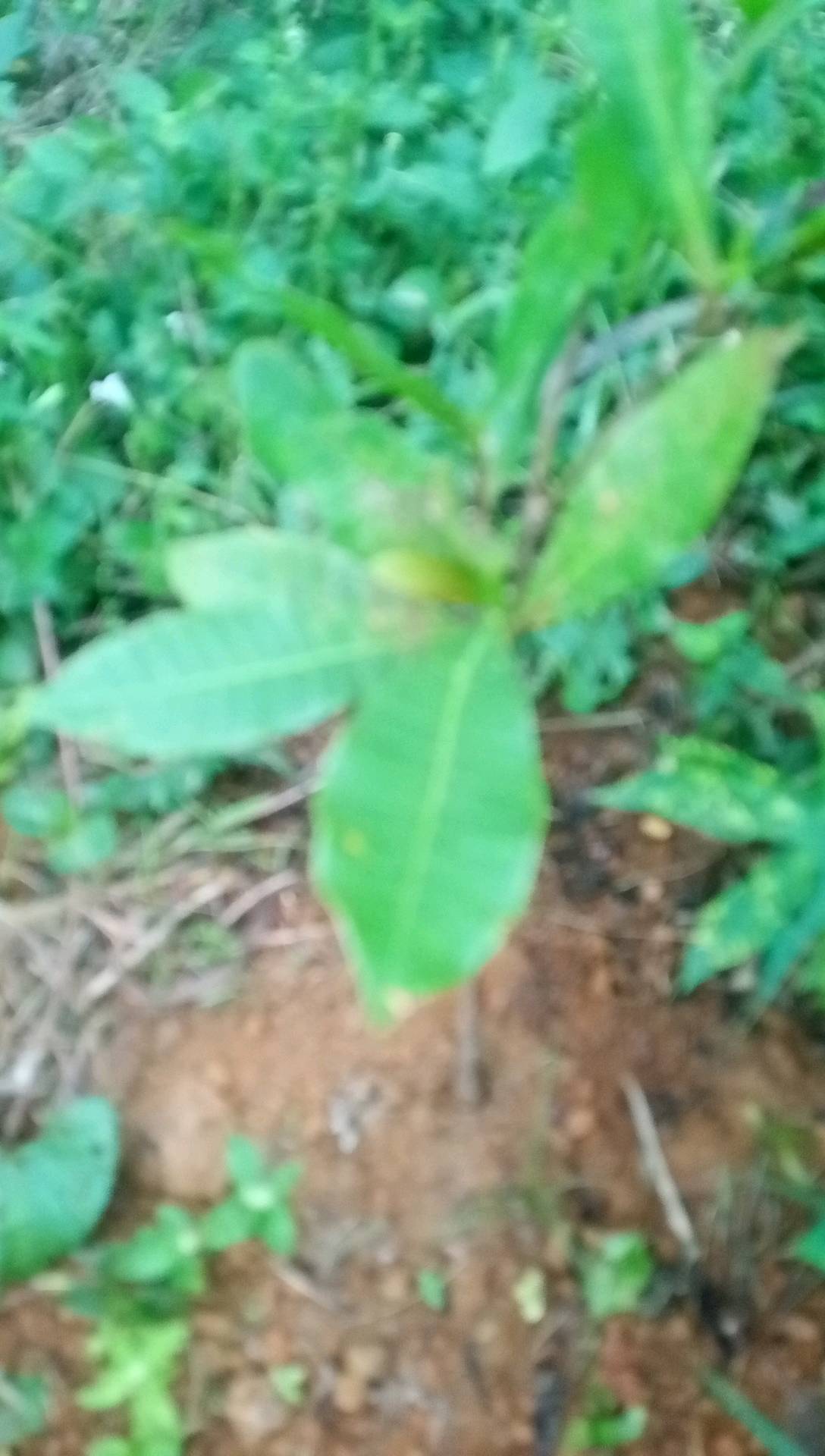 tree