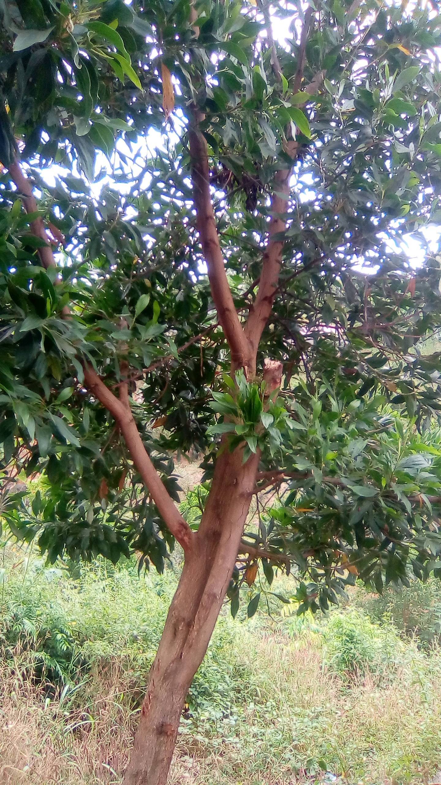 tree