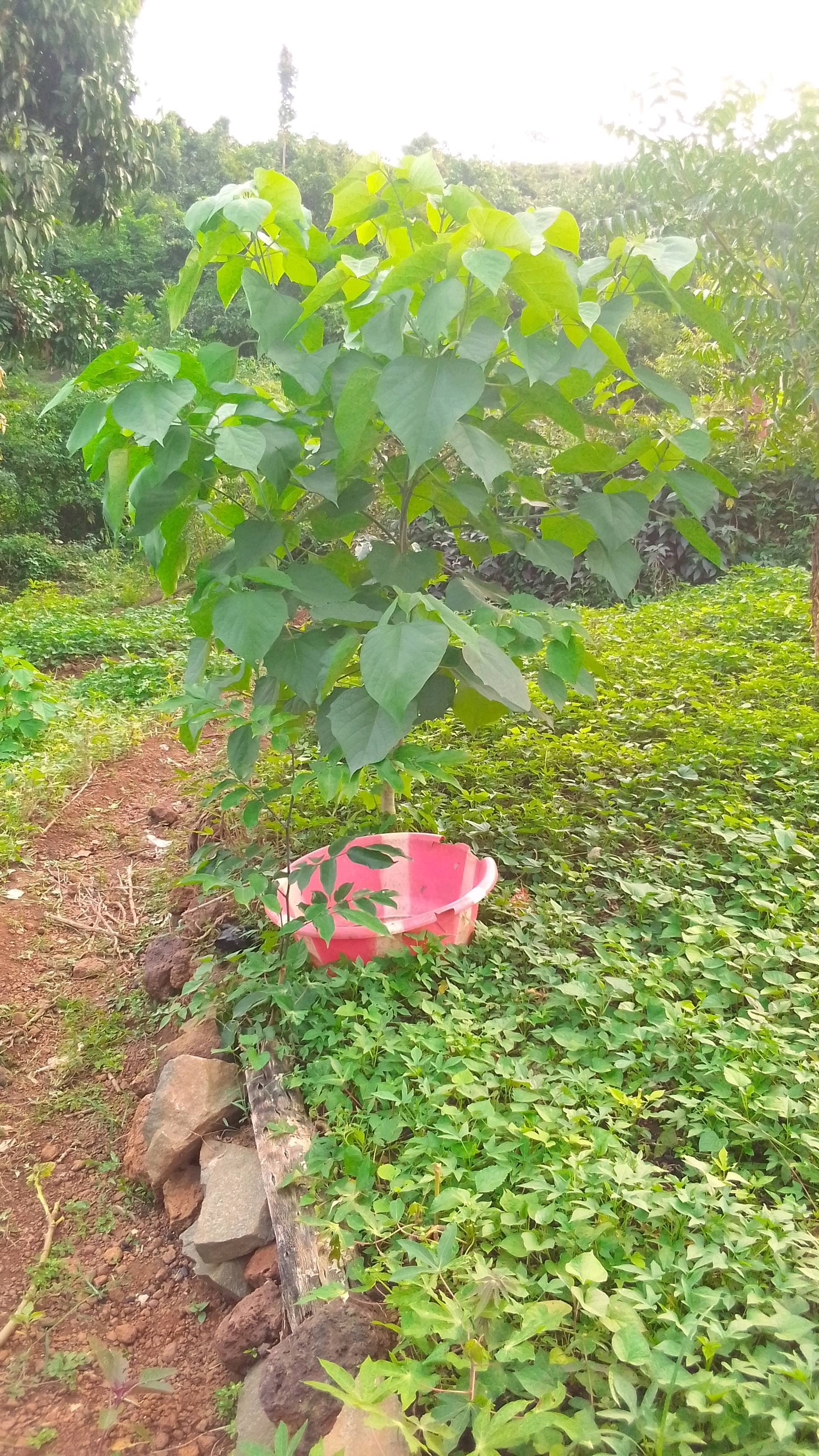tree