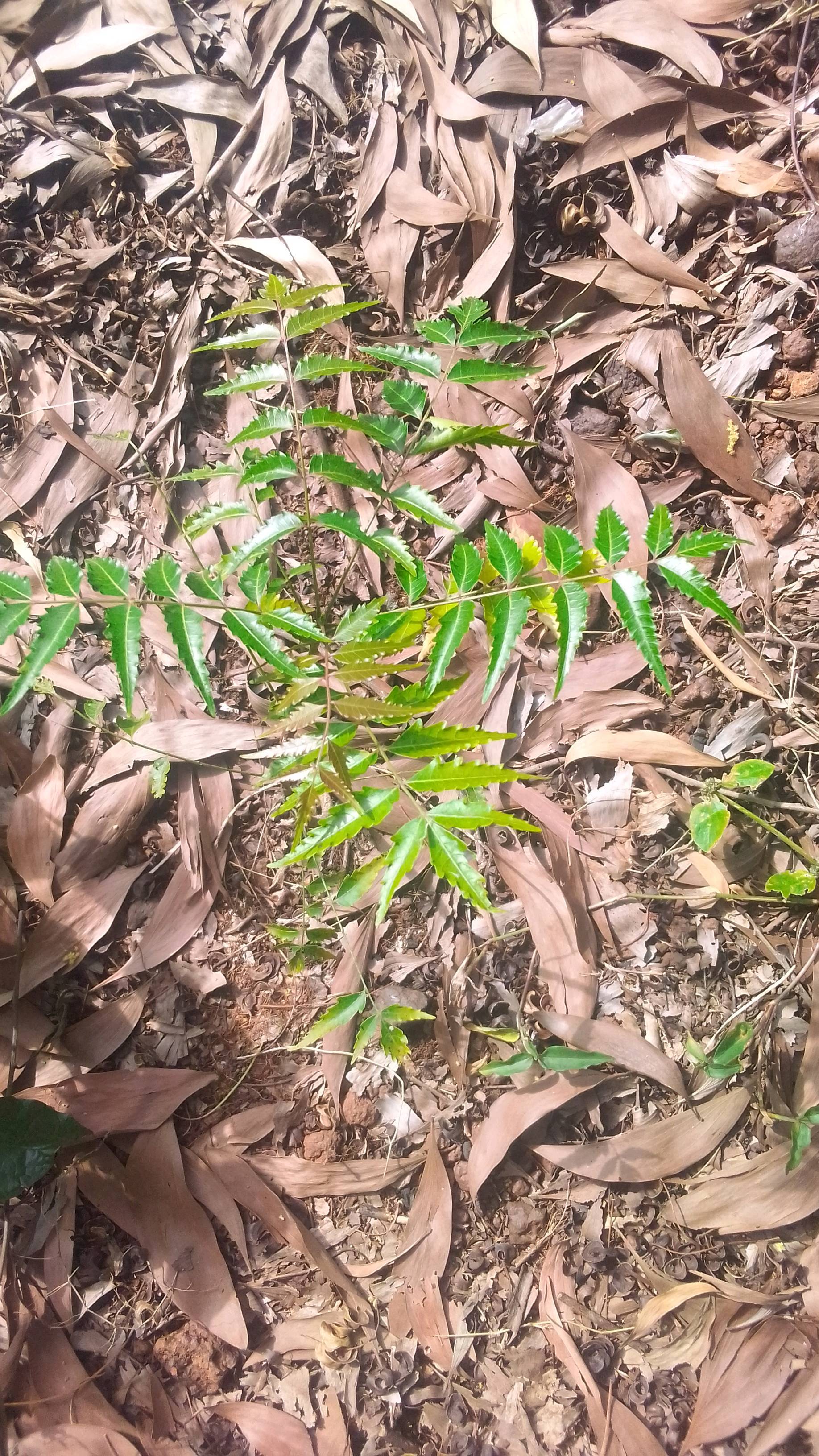 tree