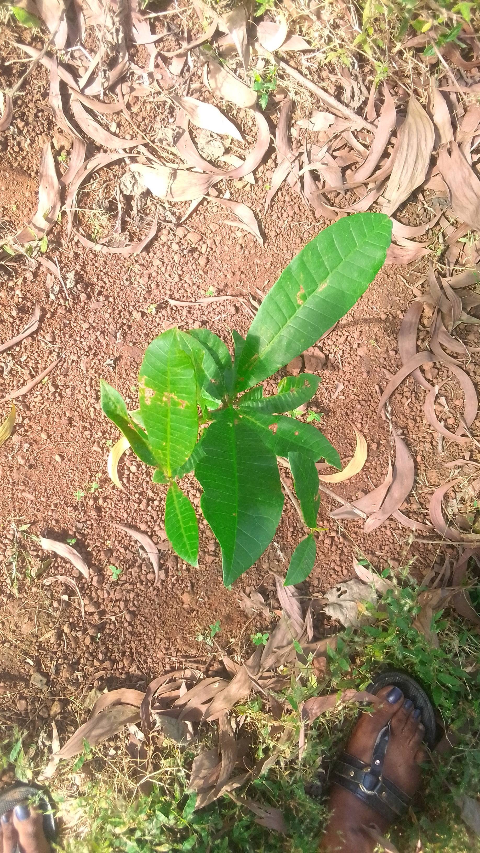 tree