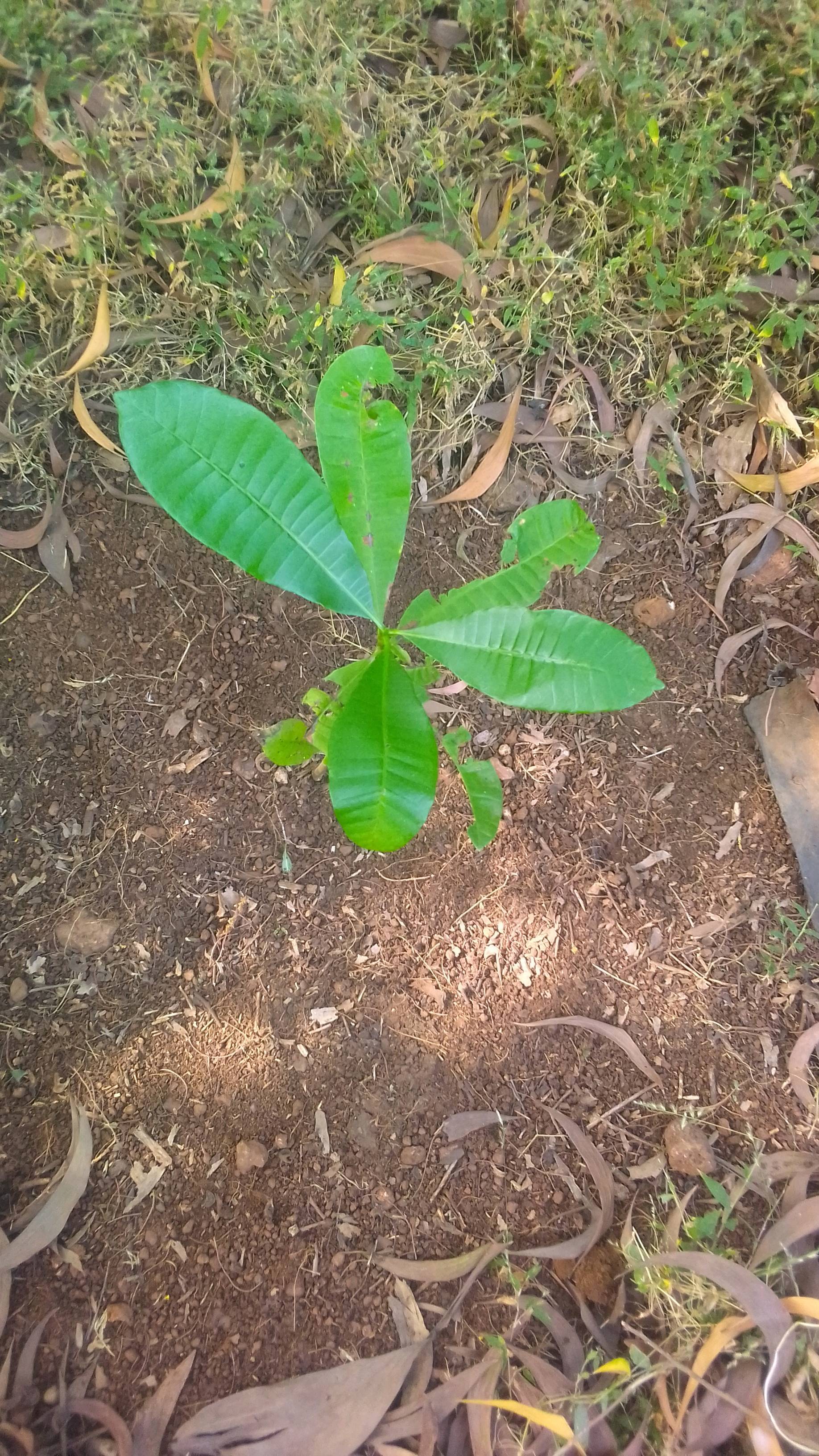 tree