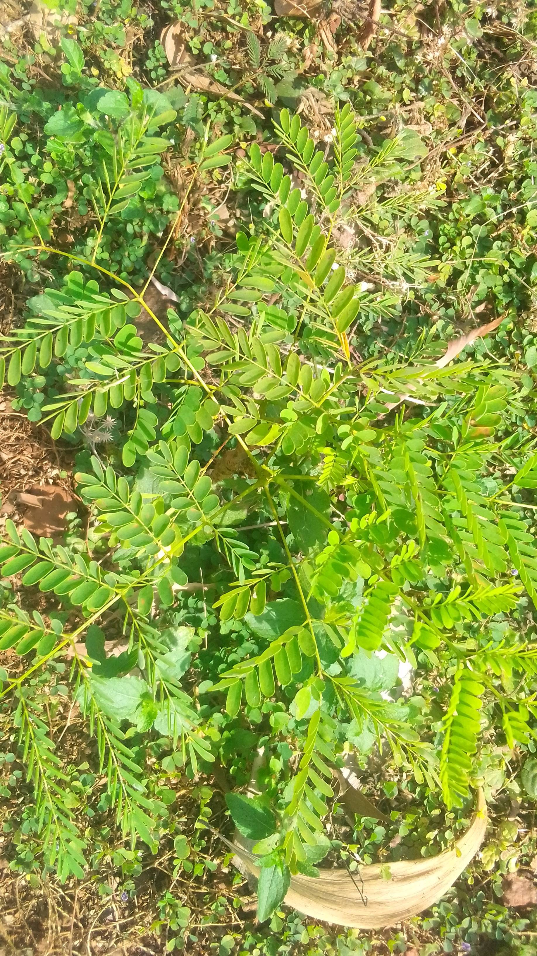 tree