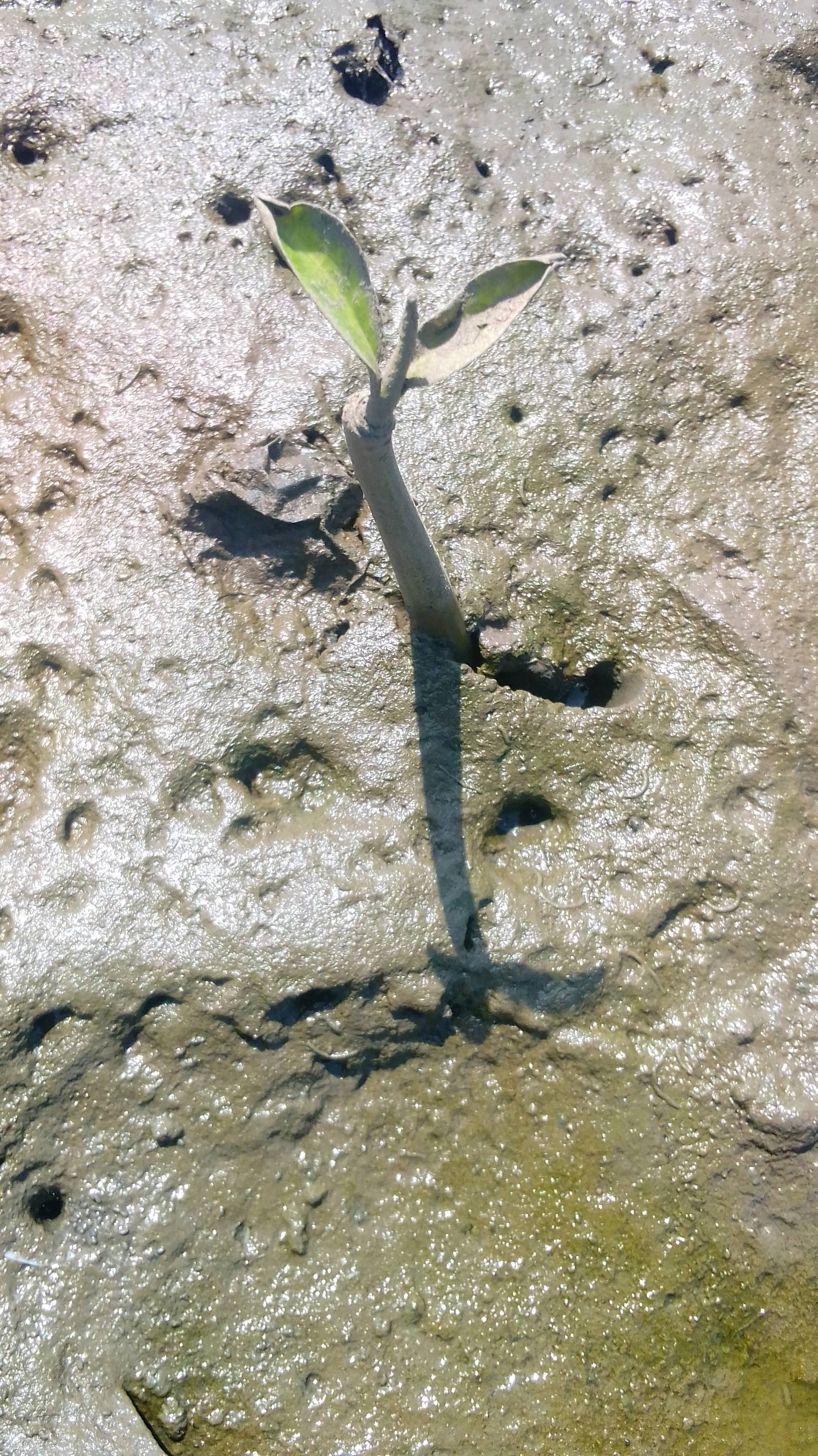 tree
