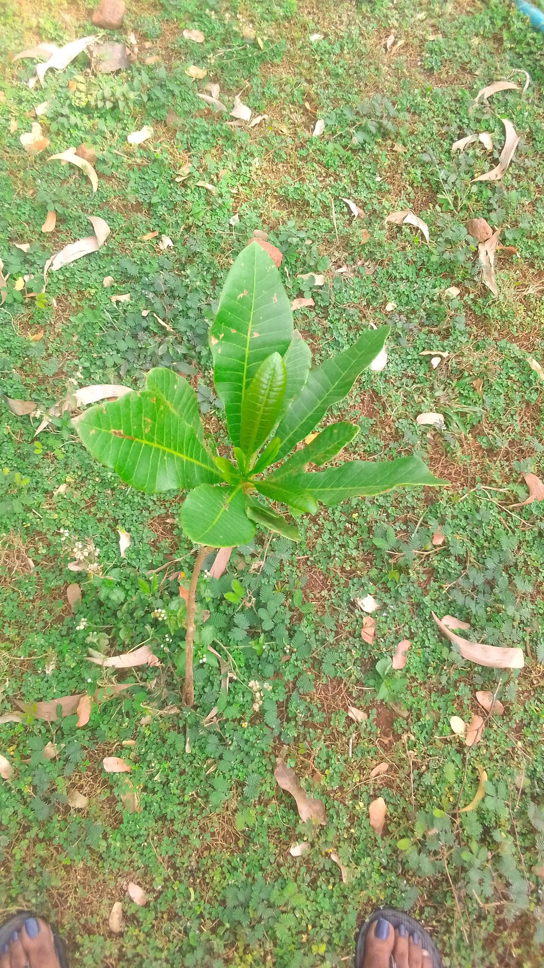 tree