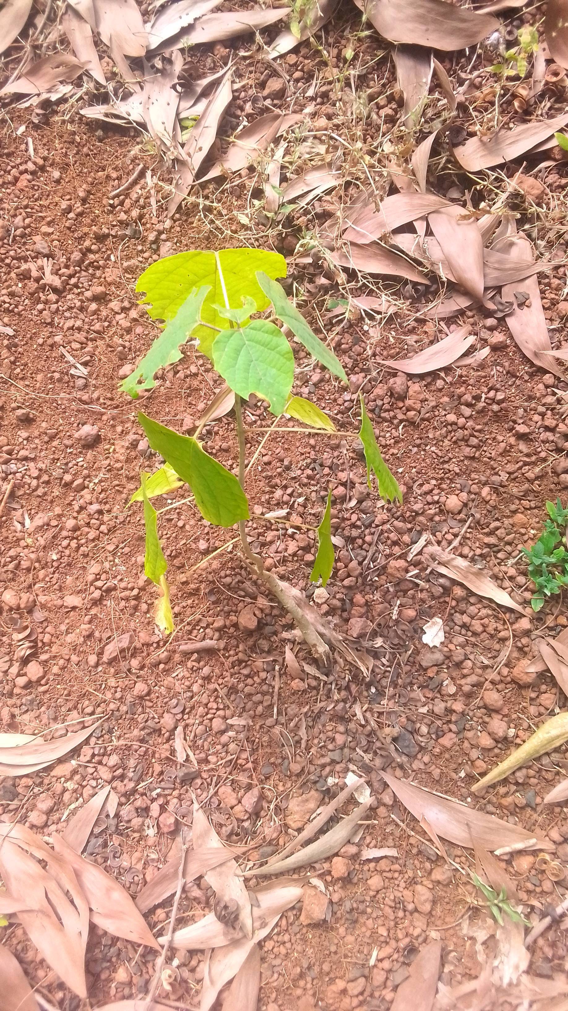 tree