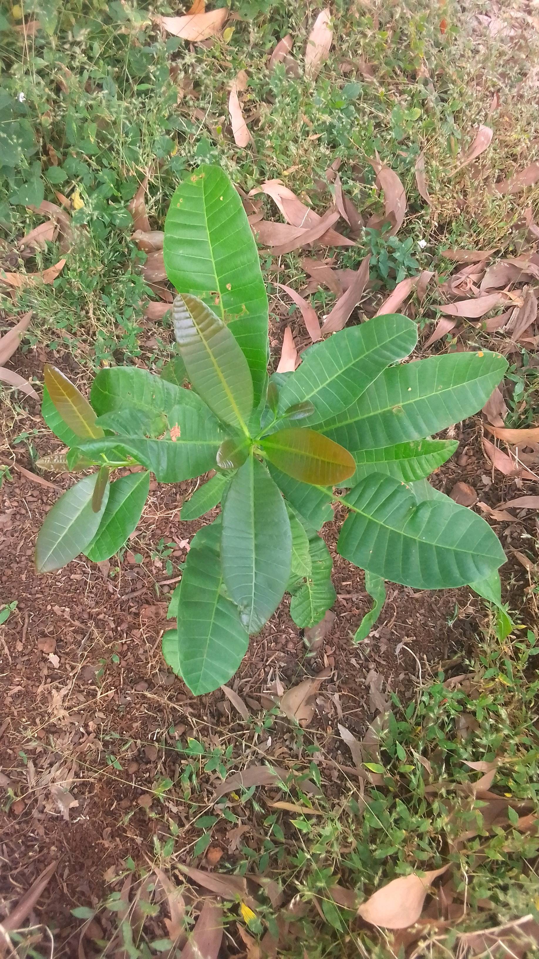 tree