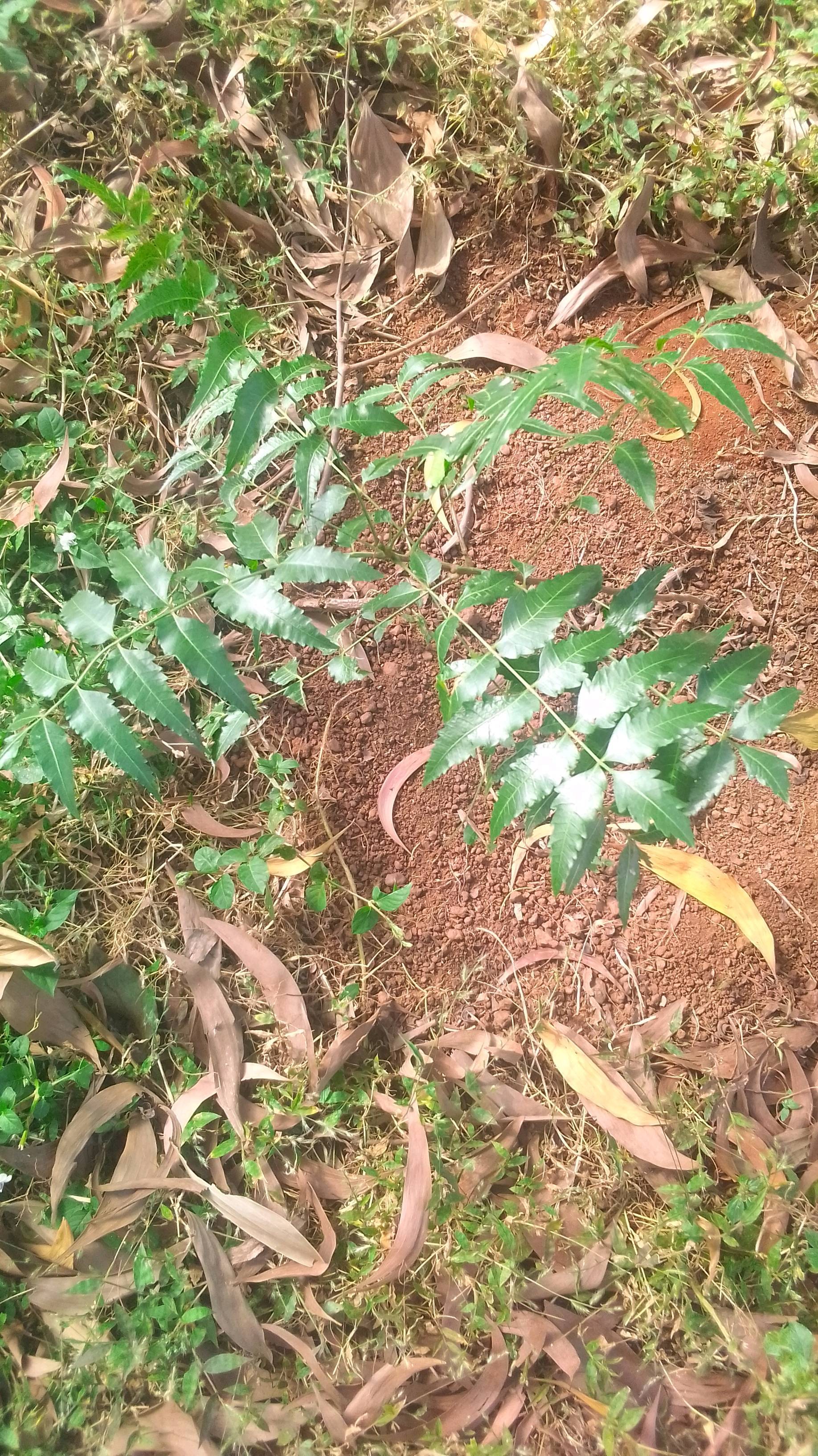 tree
