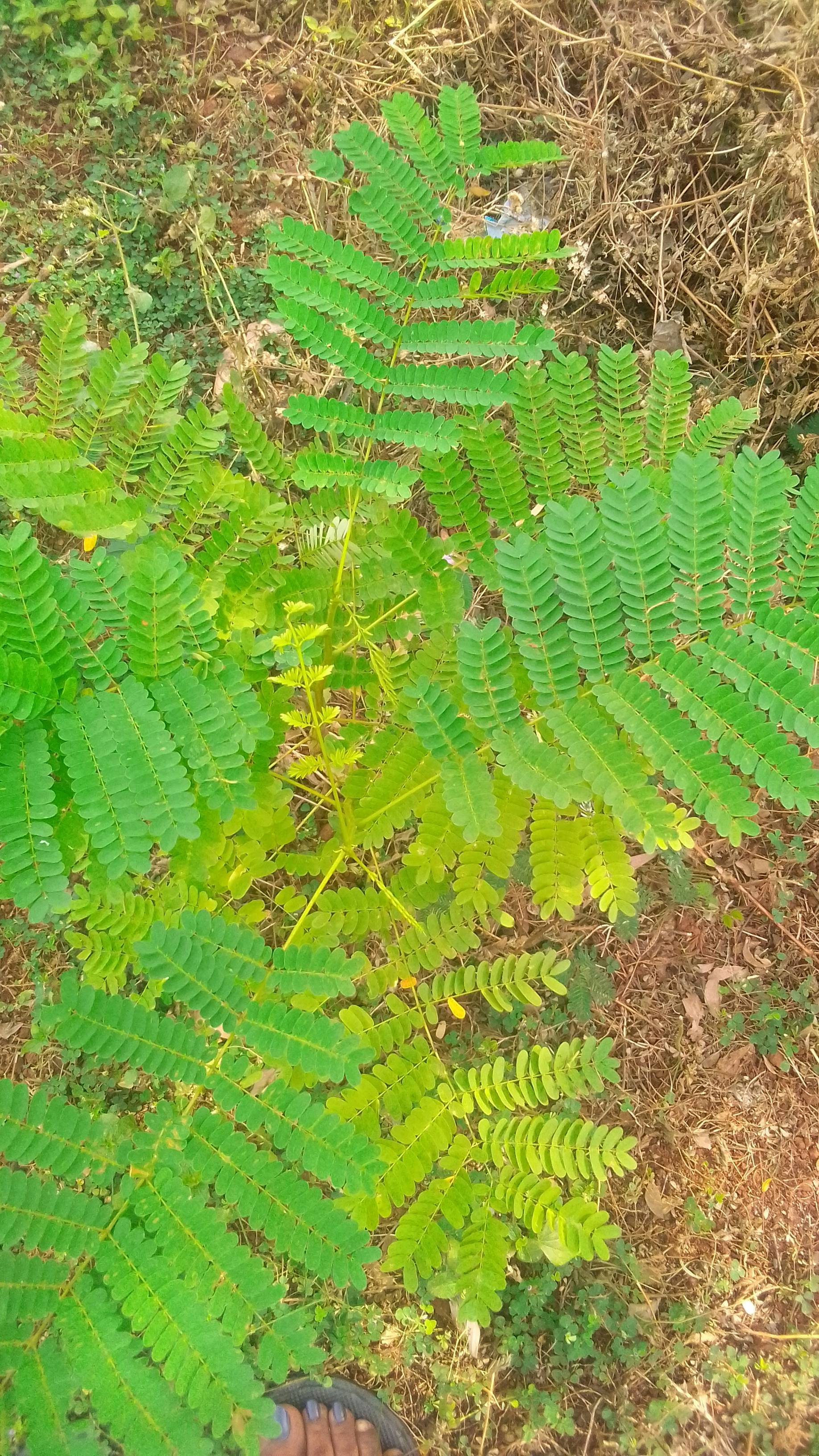 tree