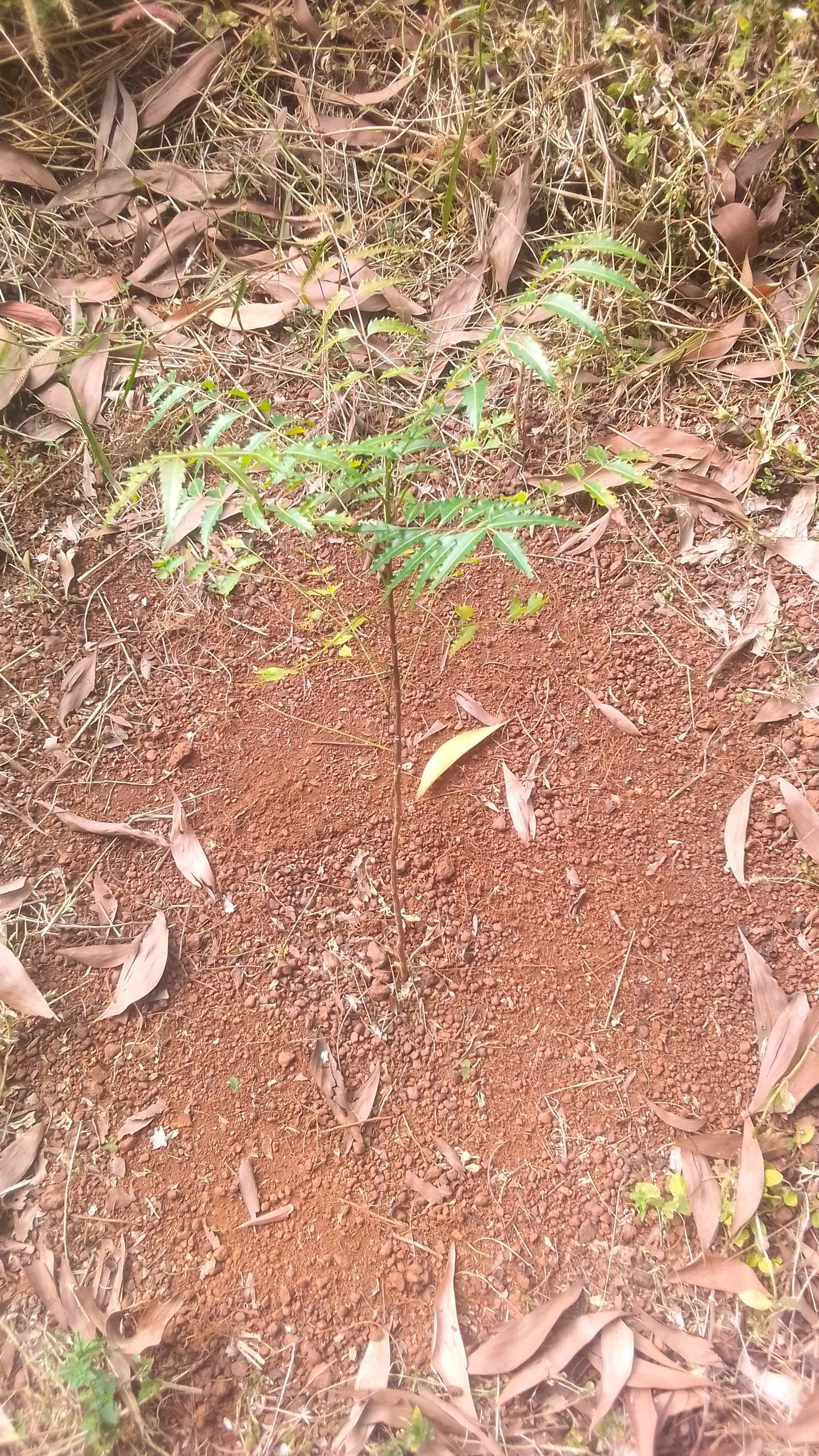 tree