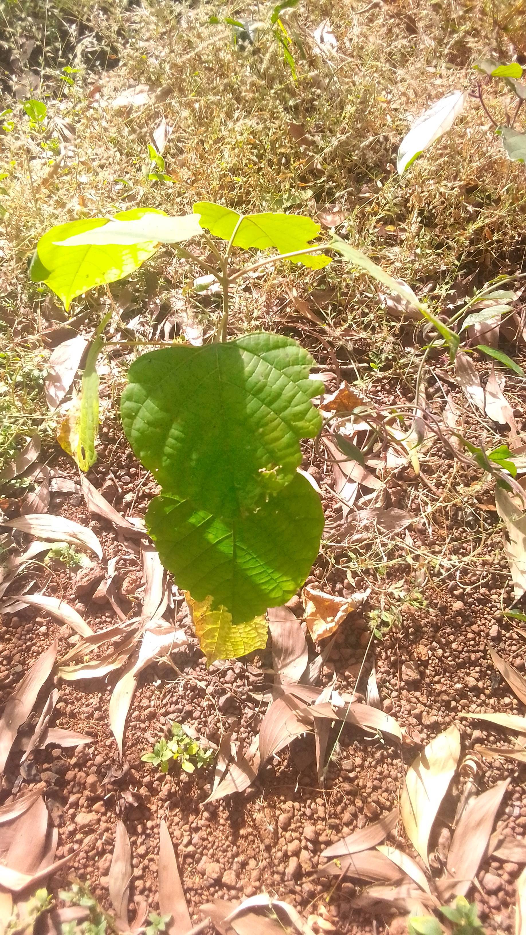 tree
