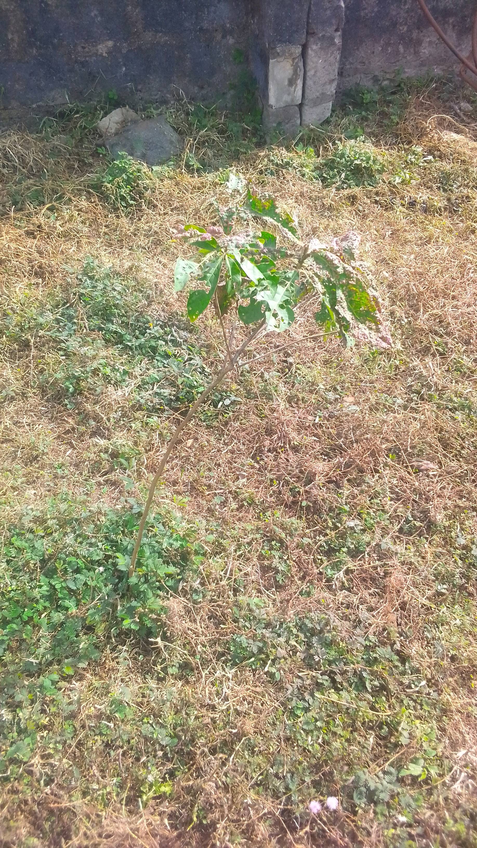 tree