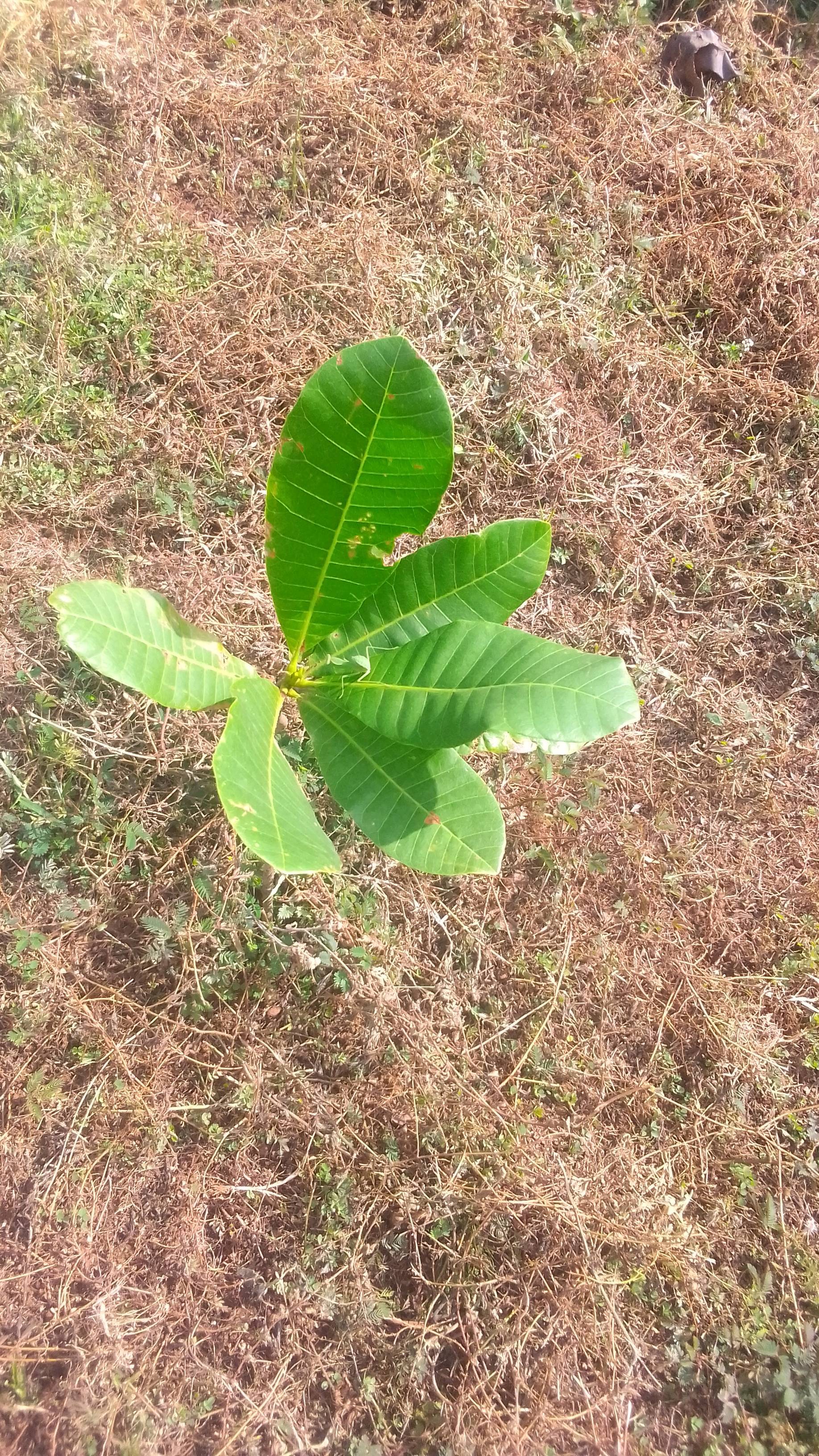 tree