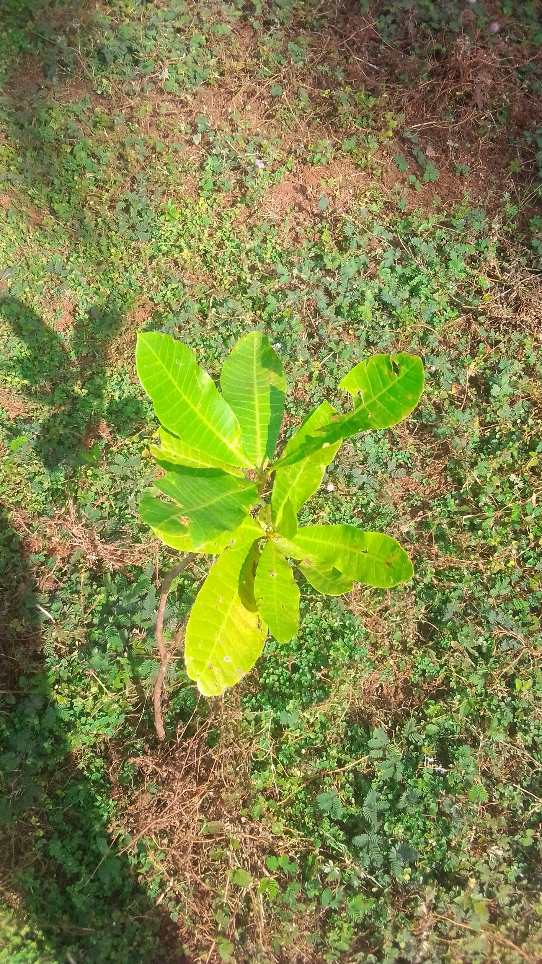 tree