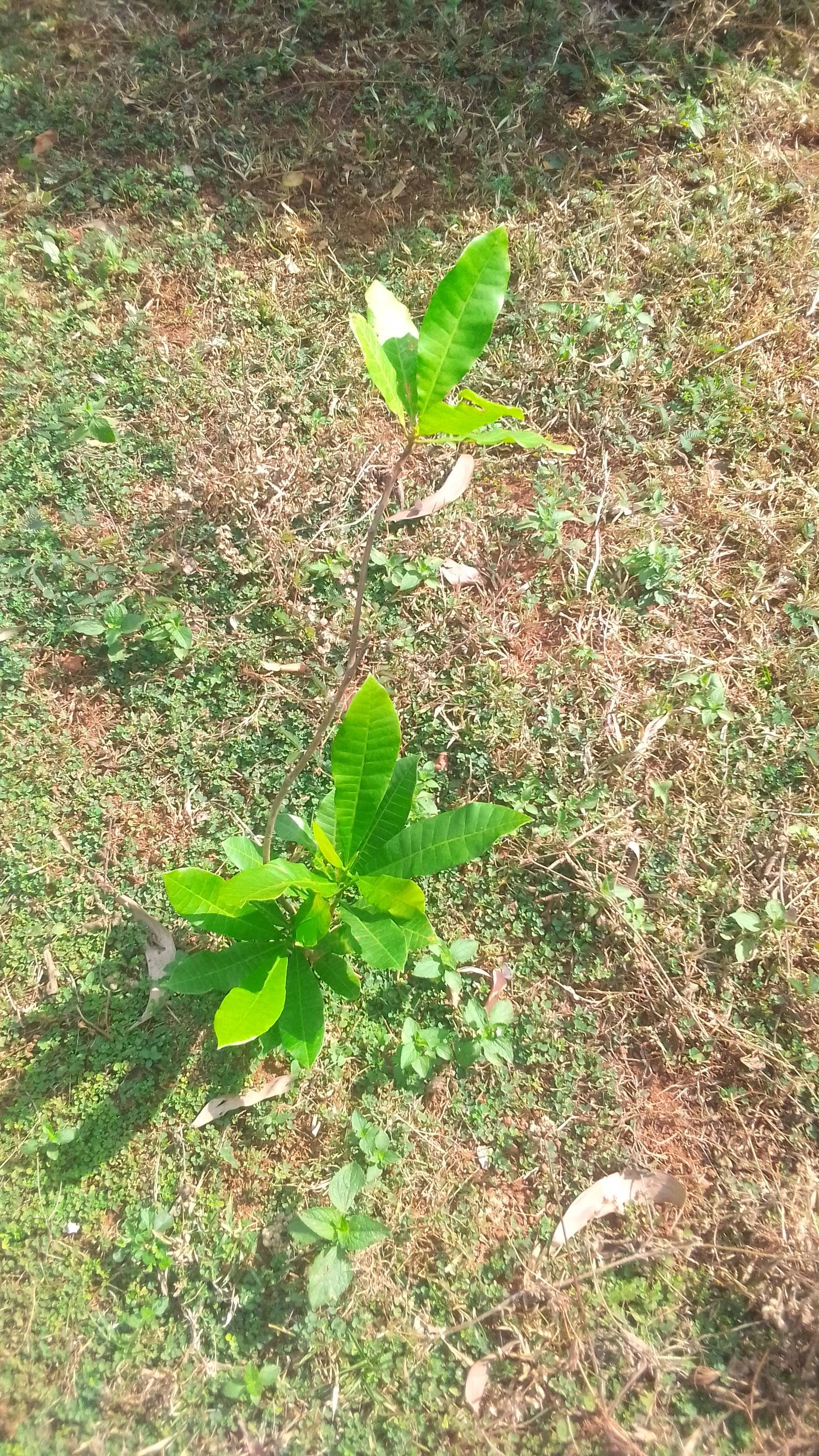 tree