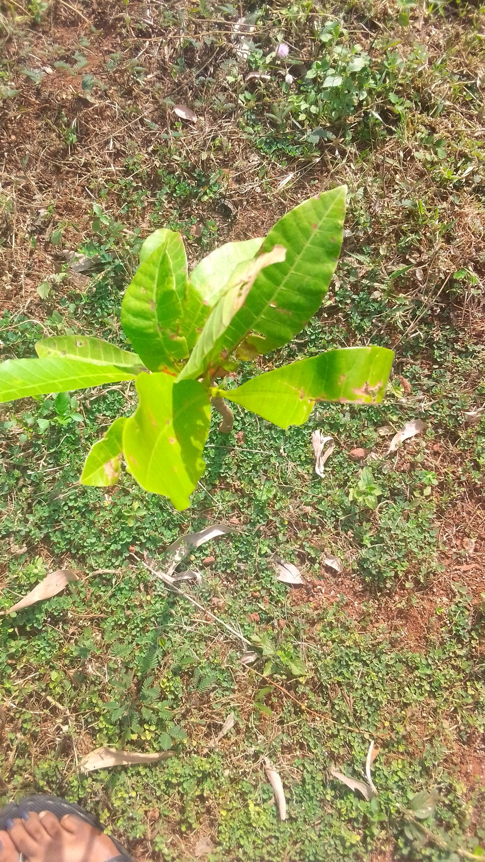 tree