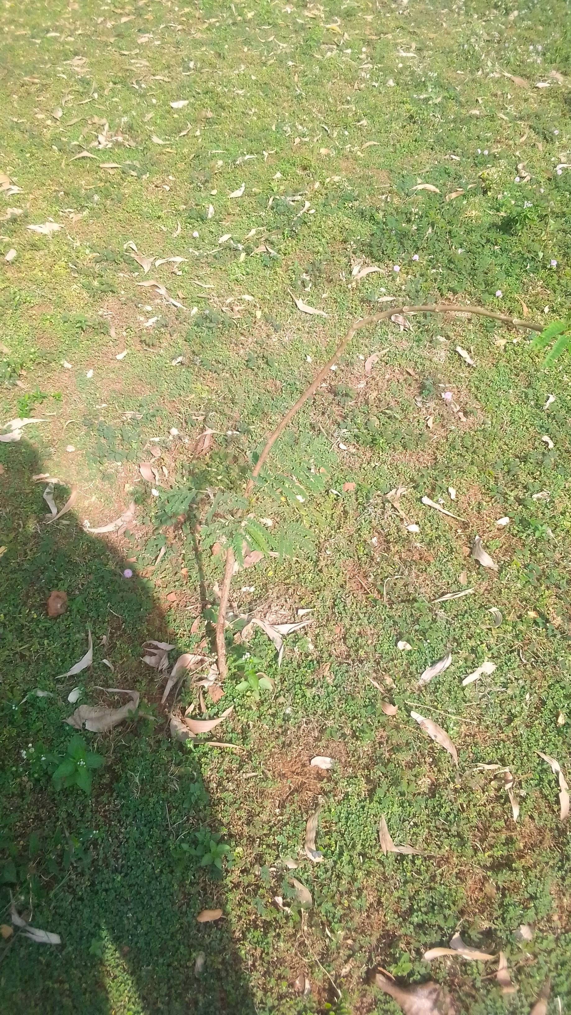 tree