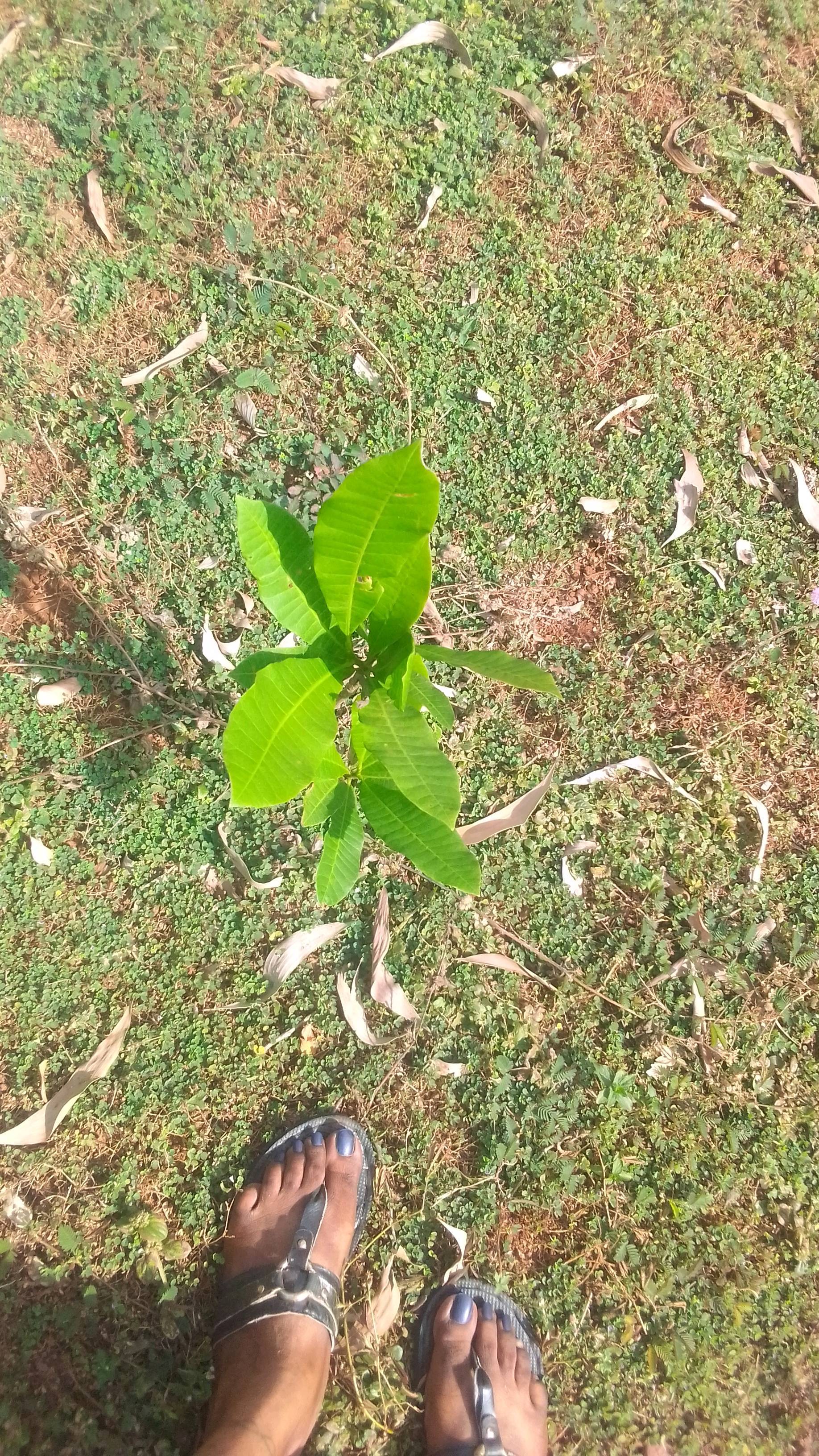 tree