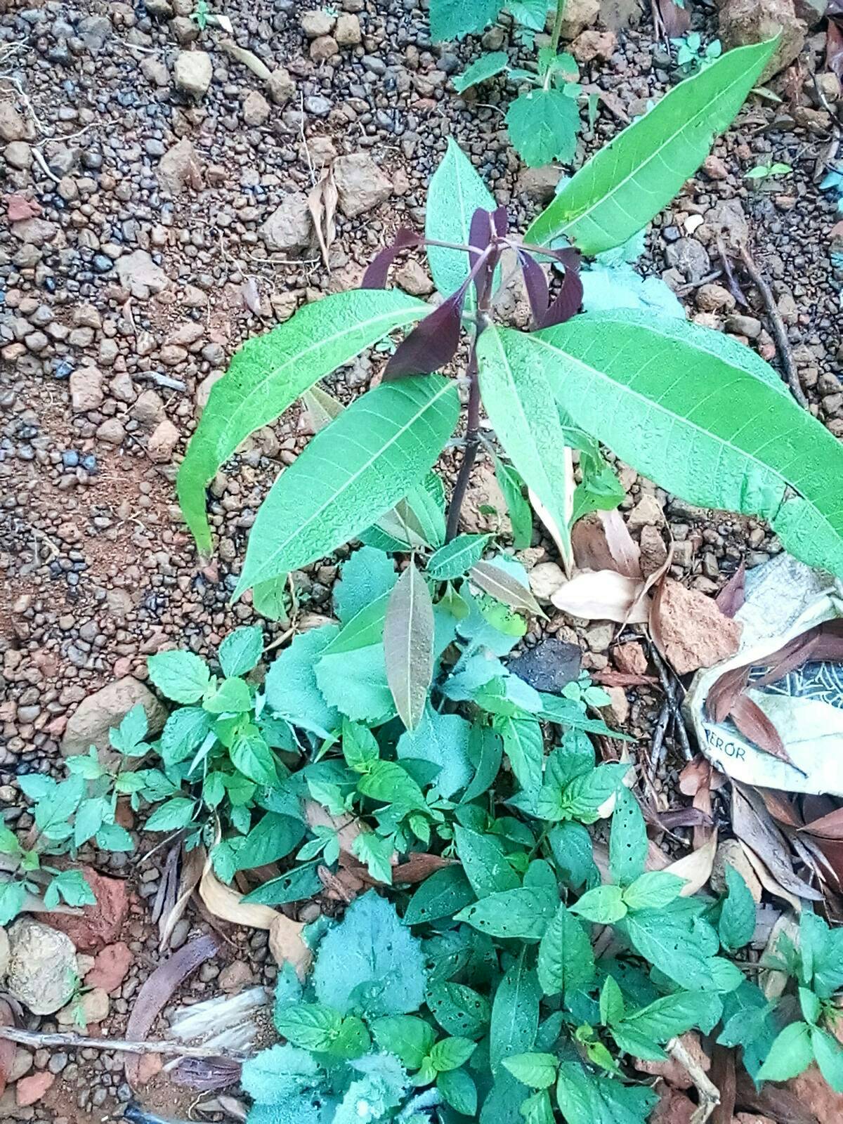 tree