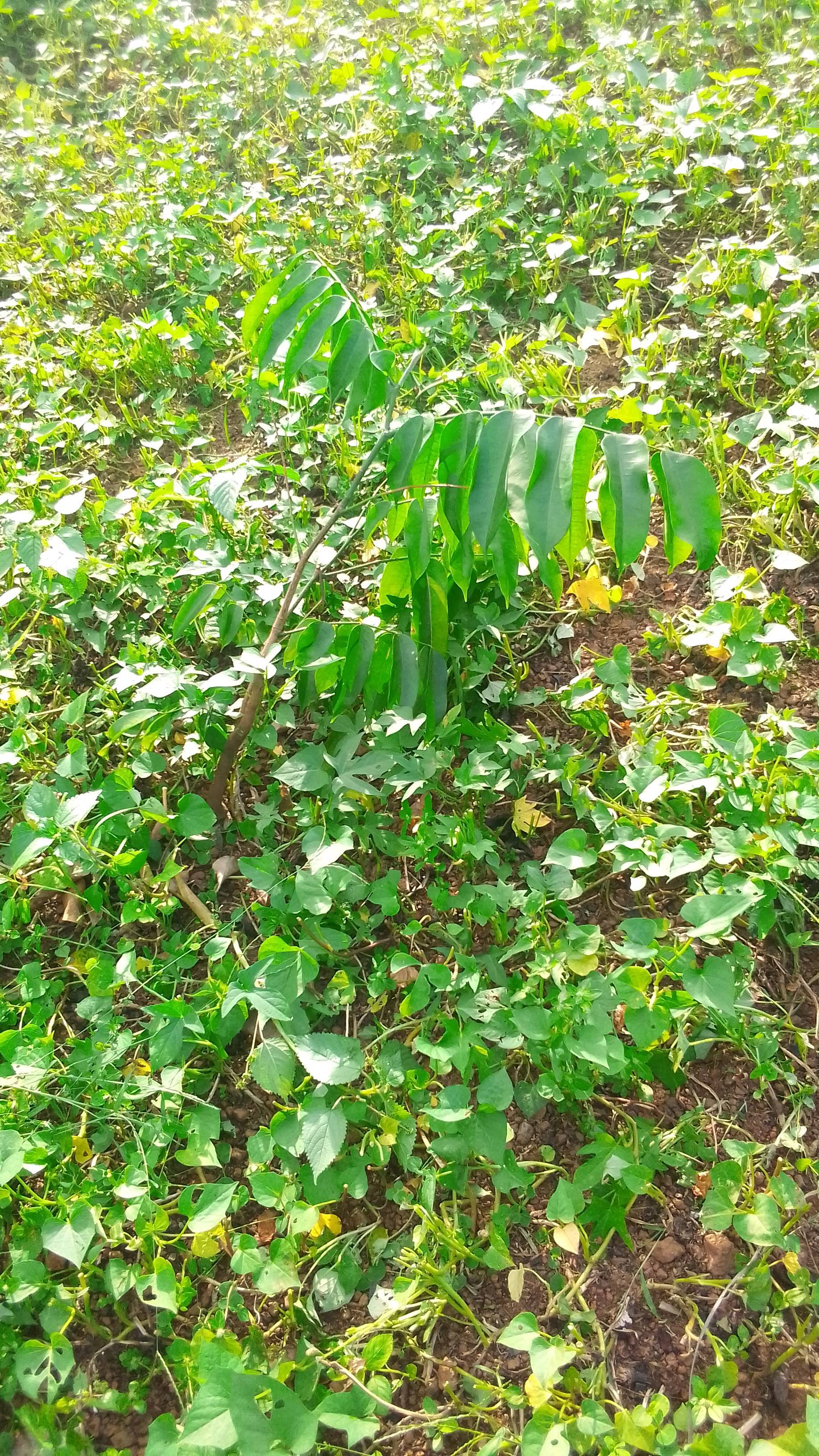 tree