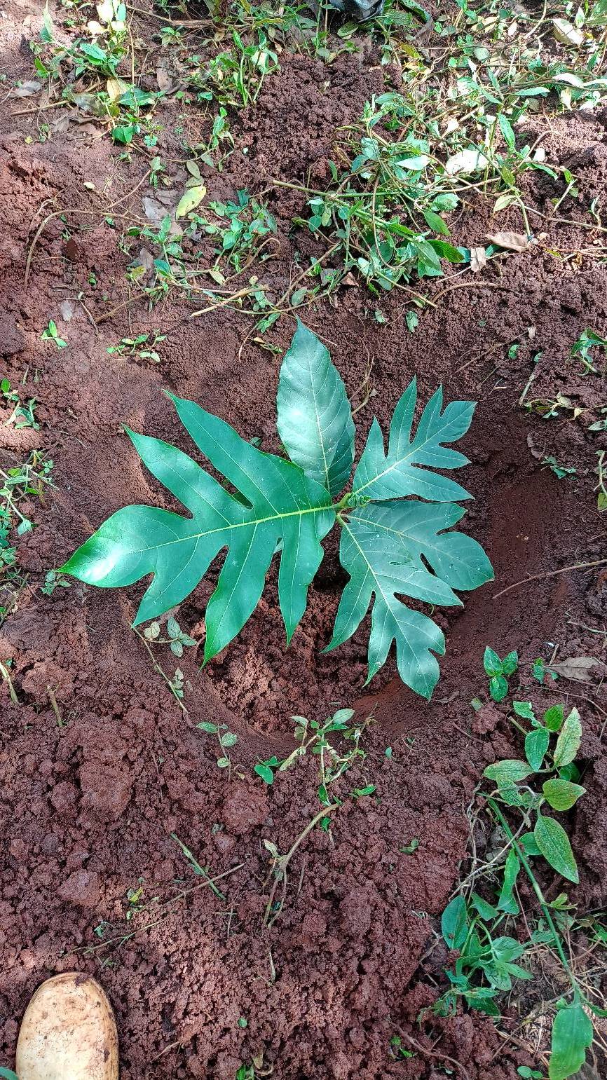 tree