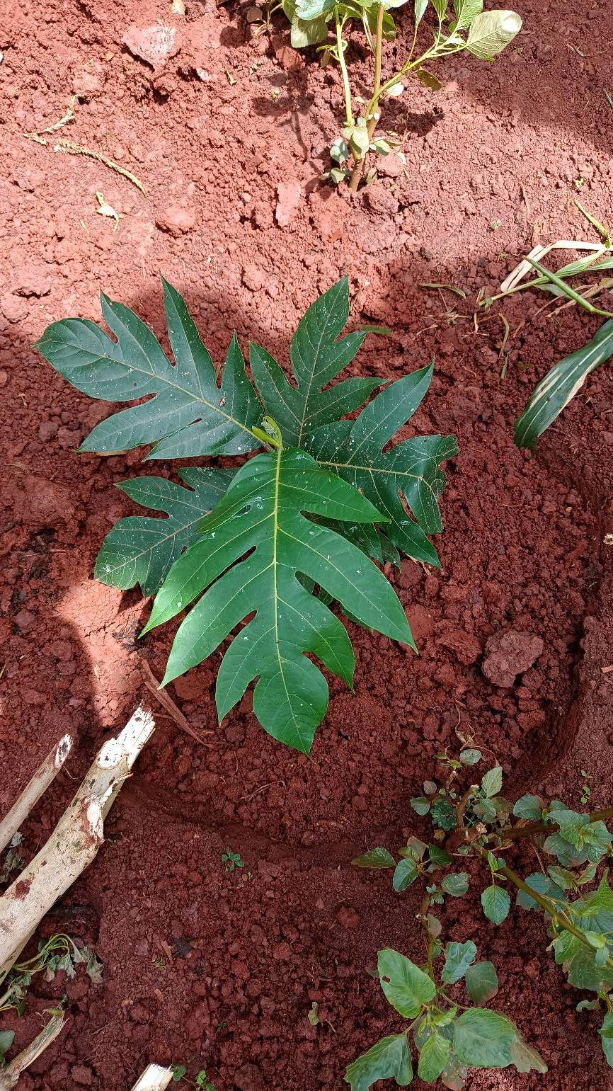 tree