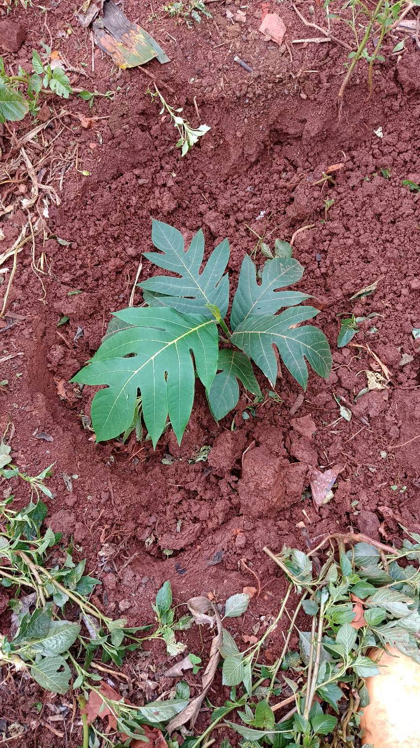 tree