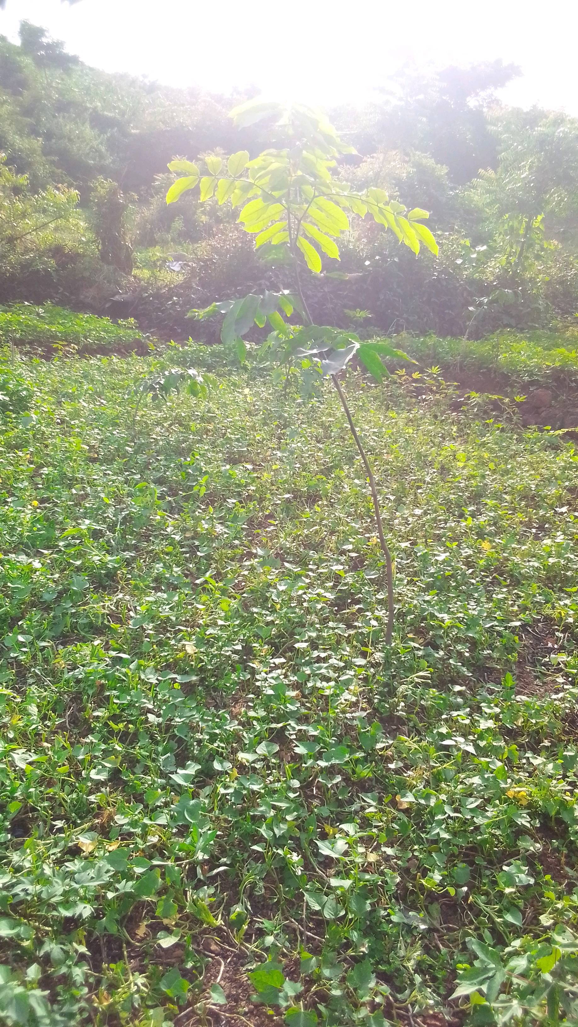 tree