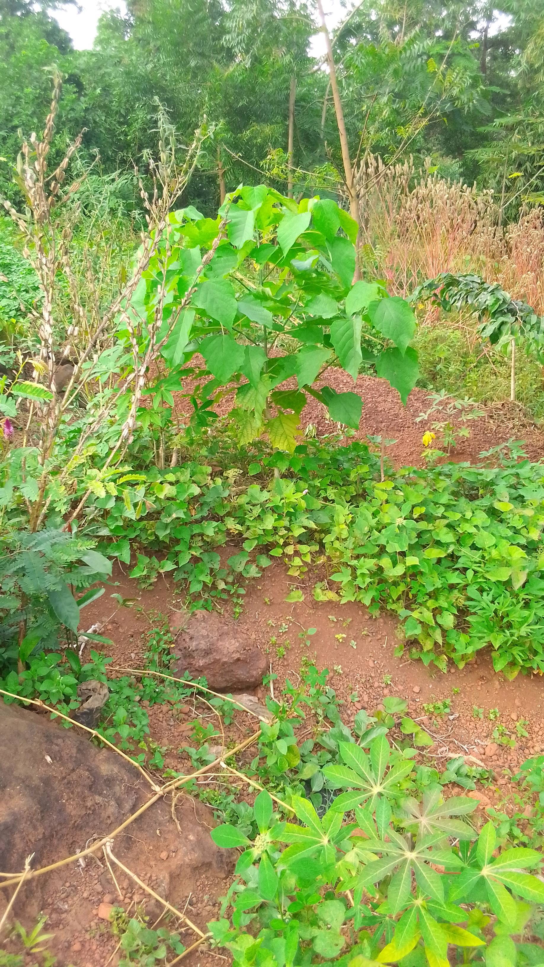tree