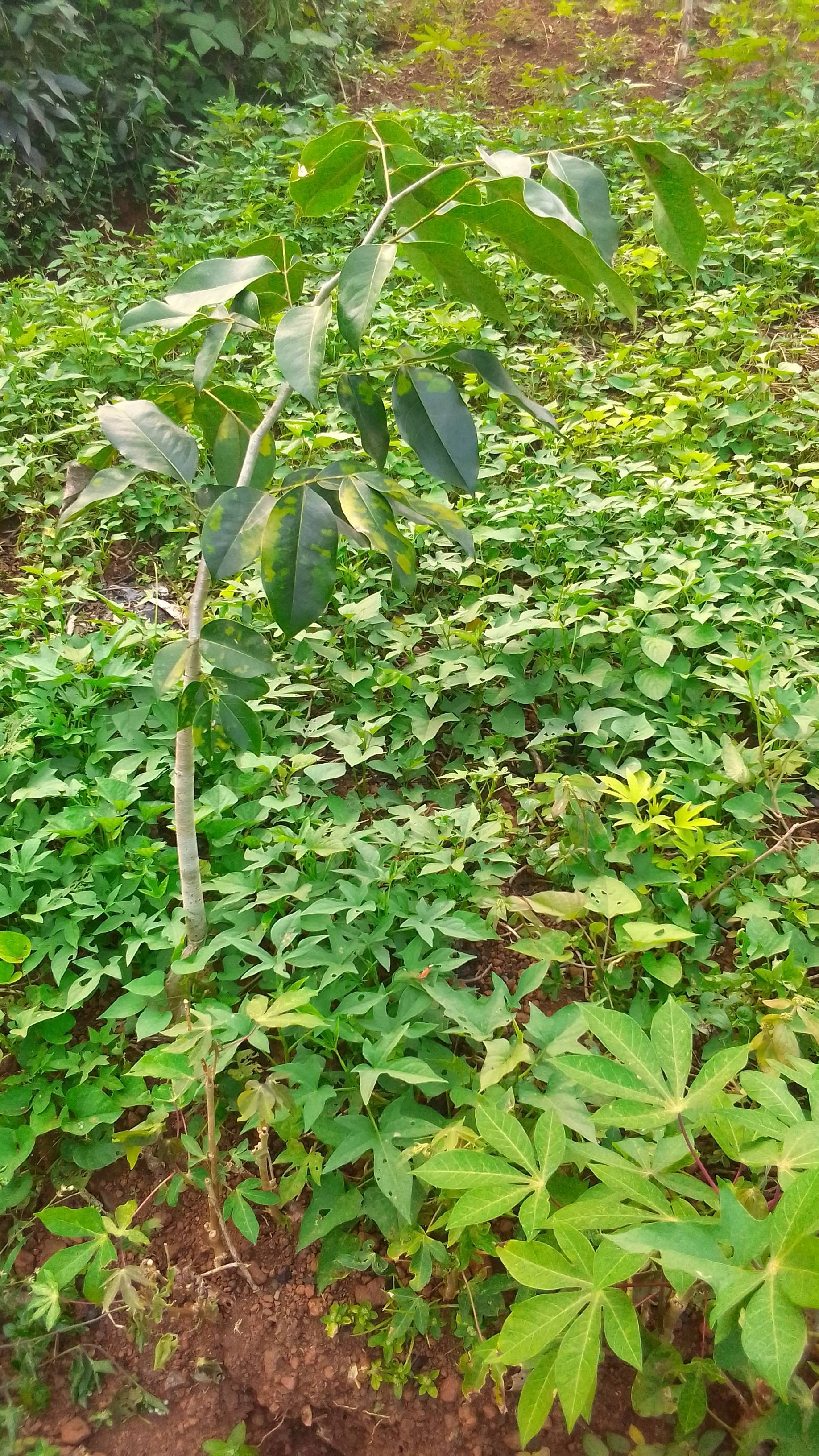 tree