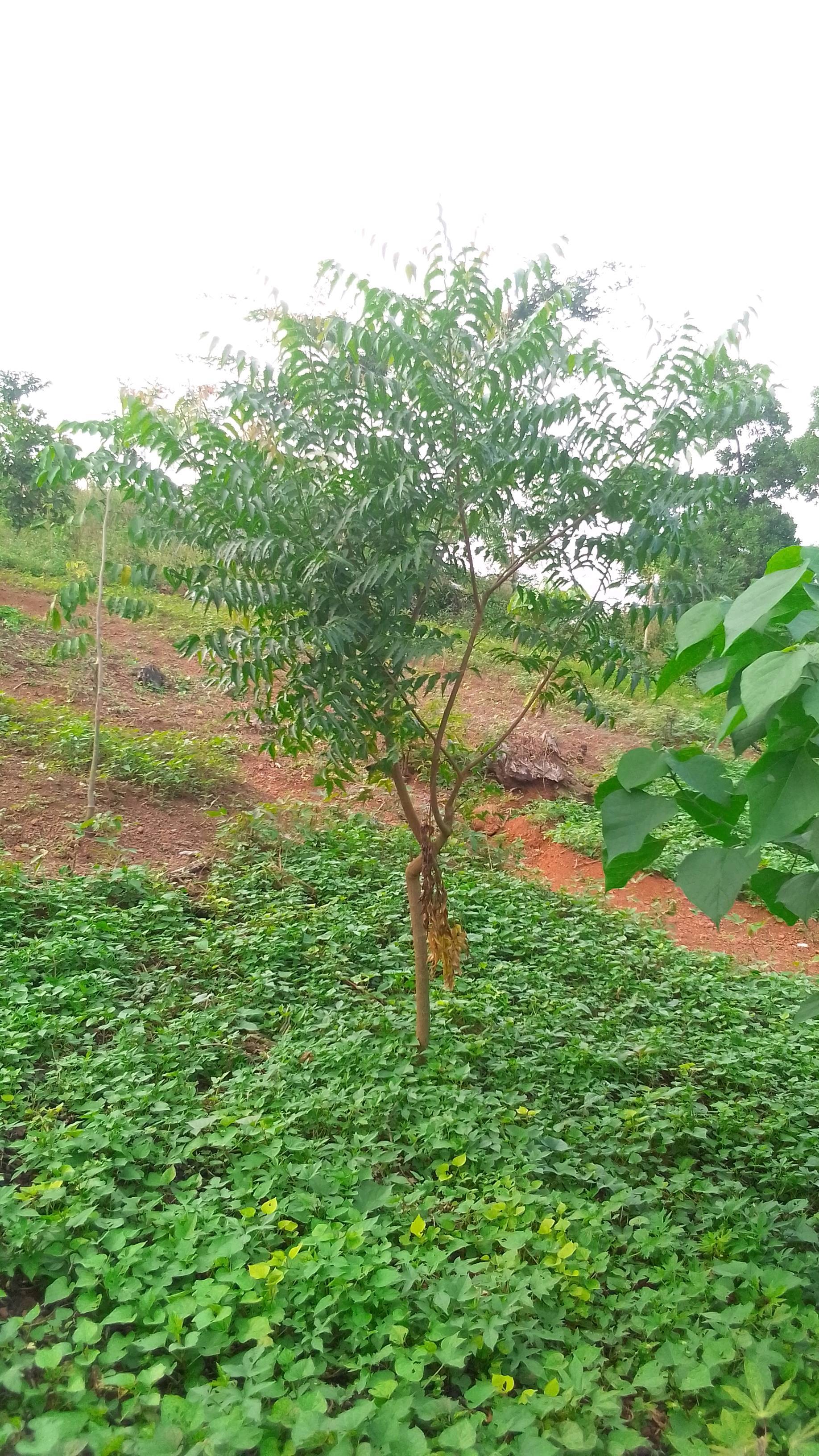 tree