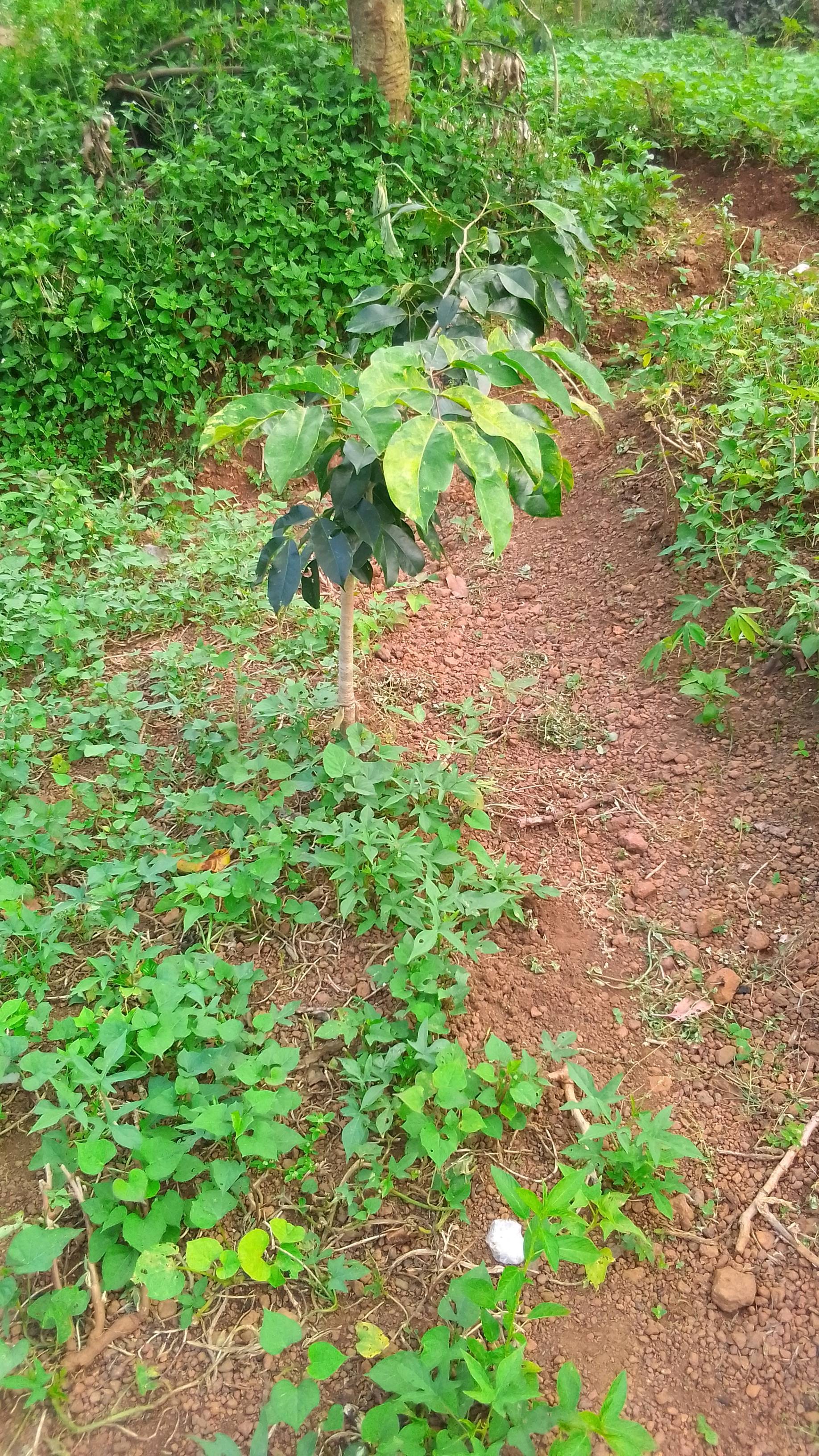 tree