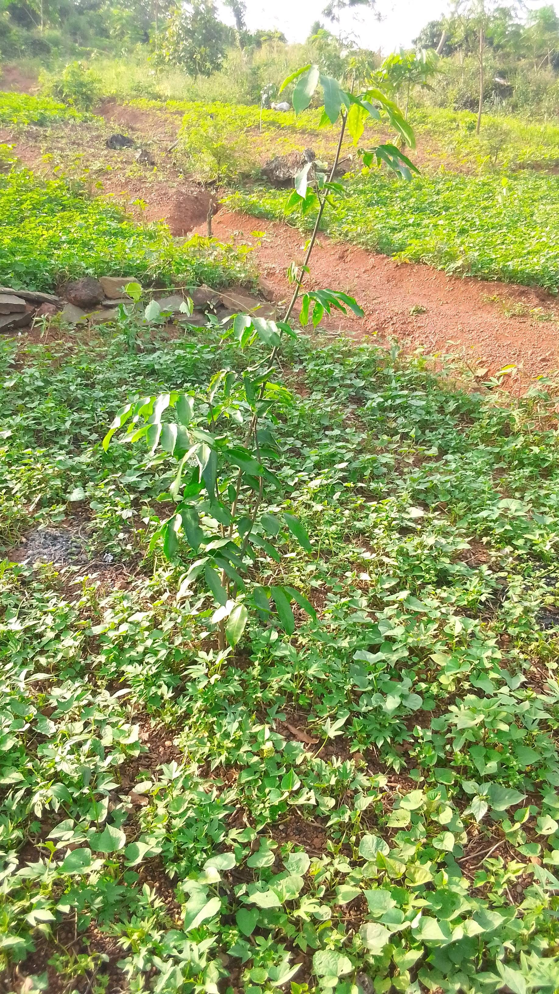 tree