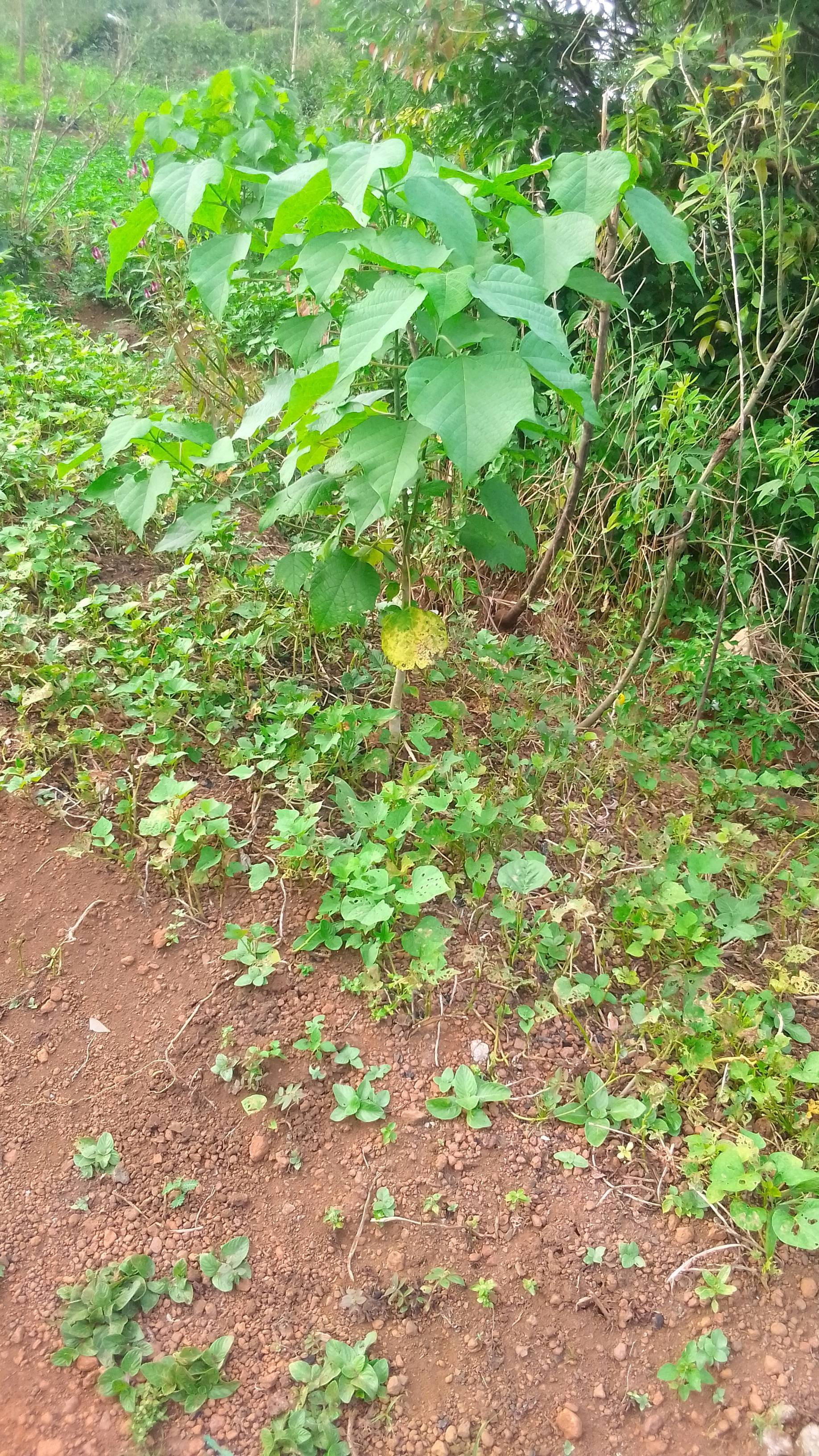 tree
