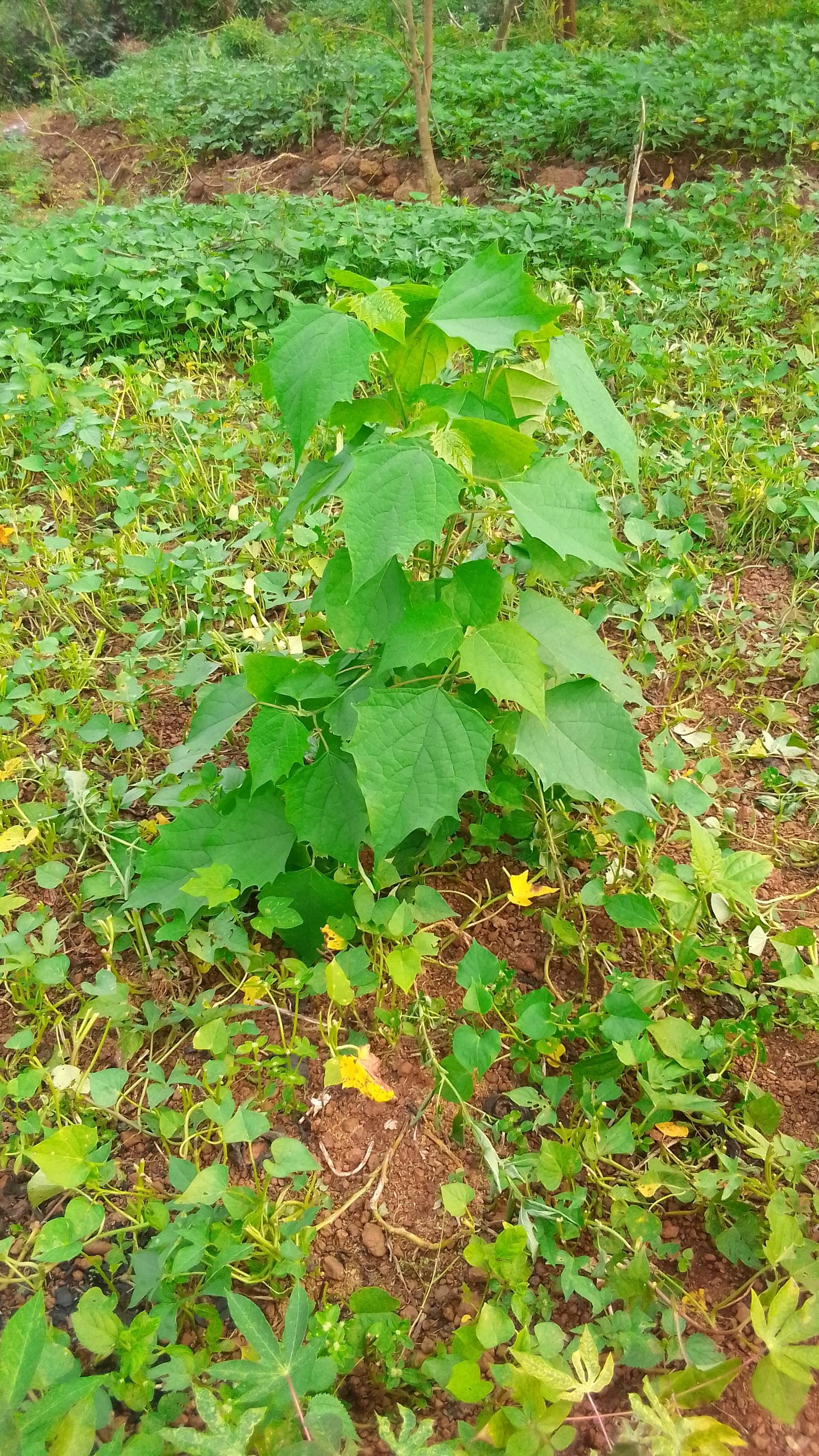 tree
