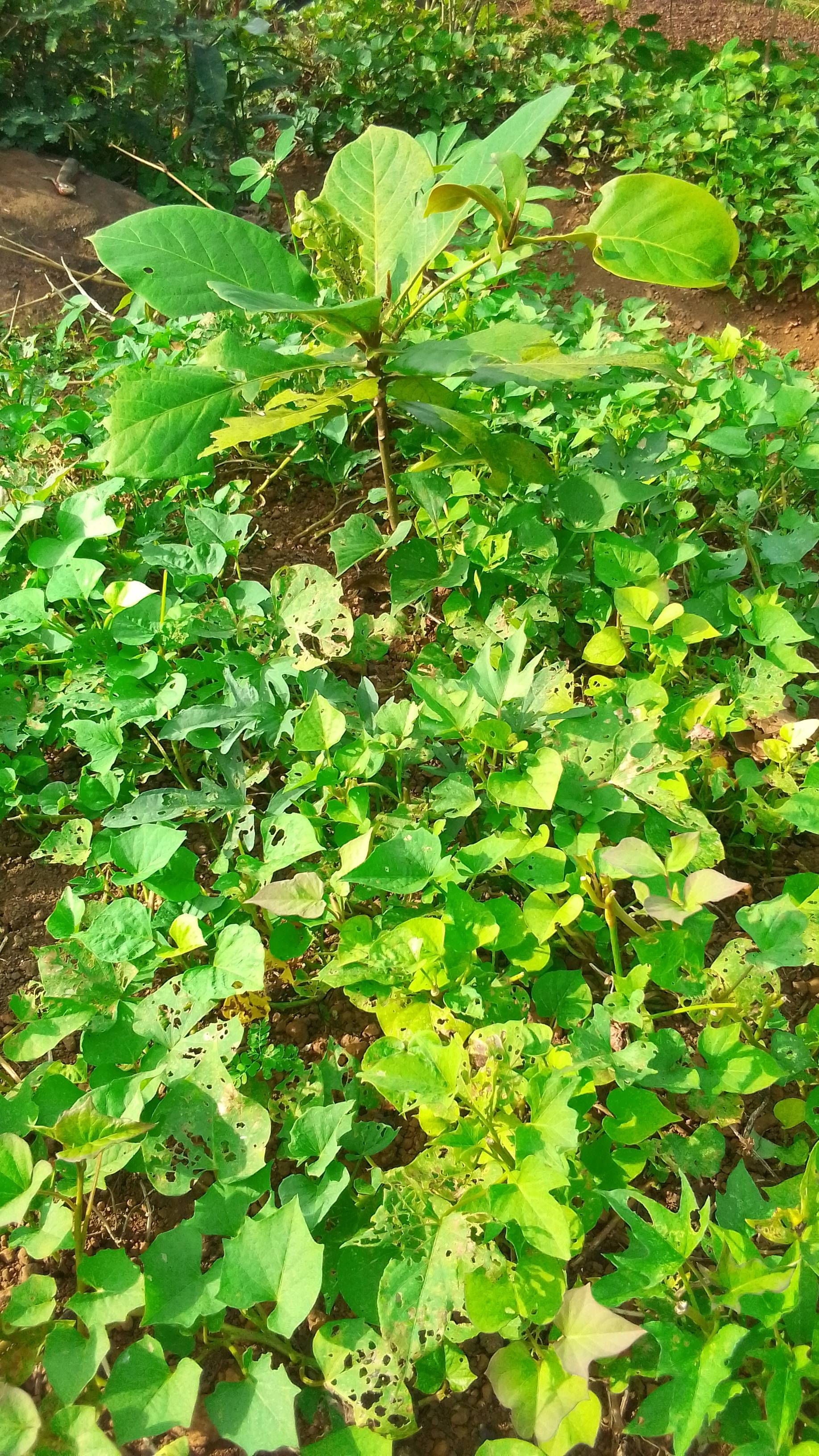 tree