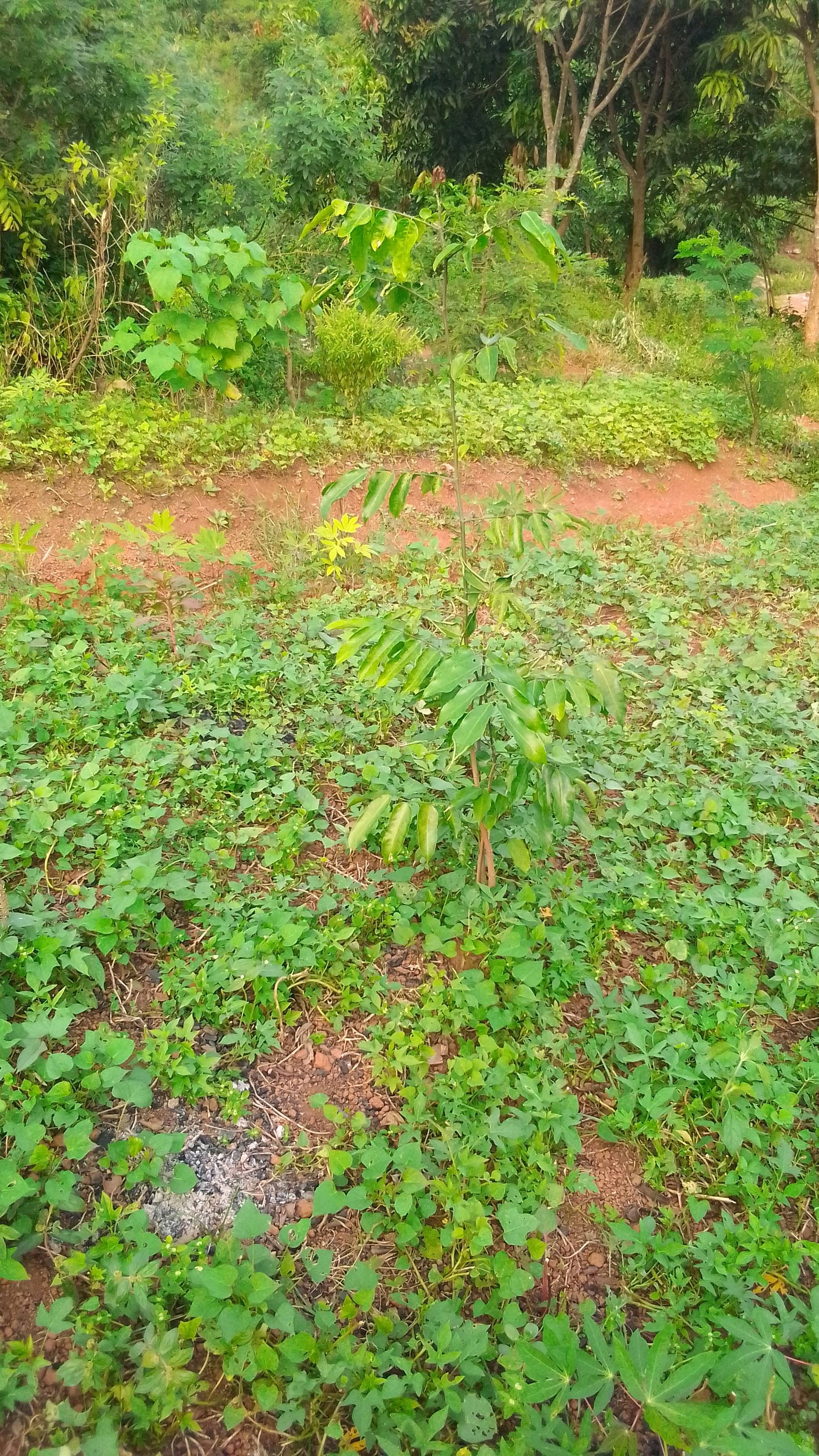 tree