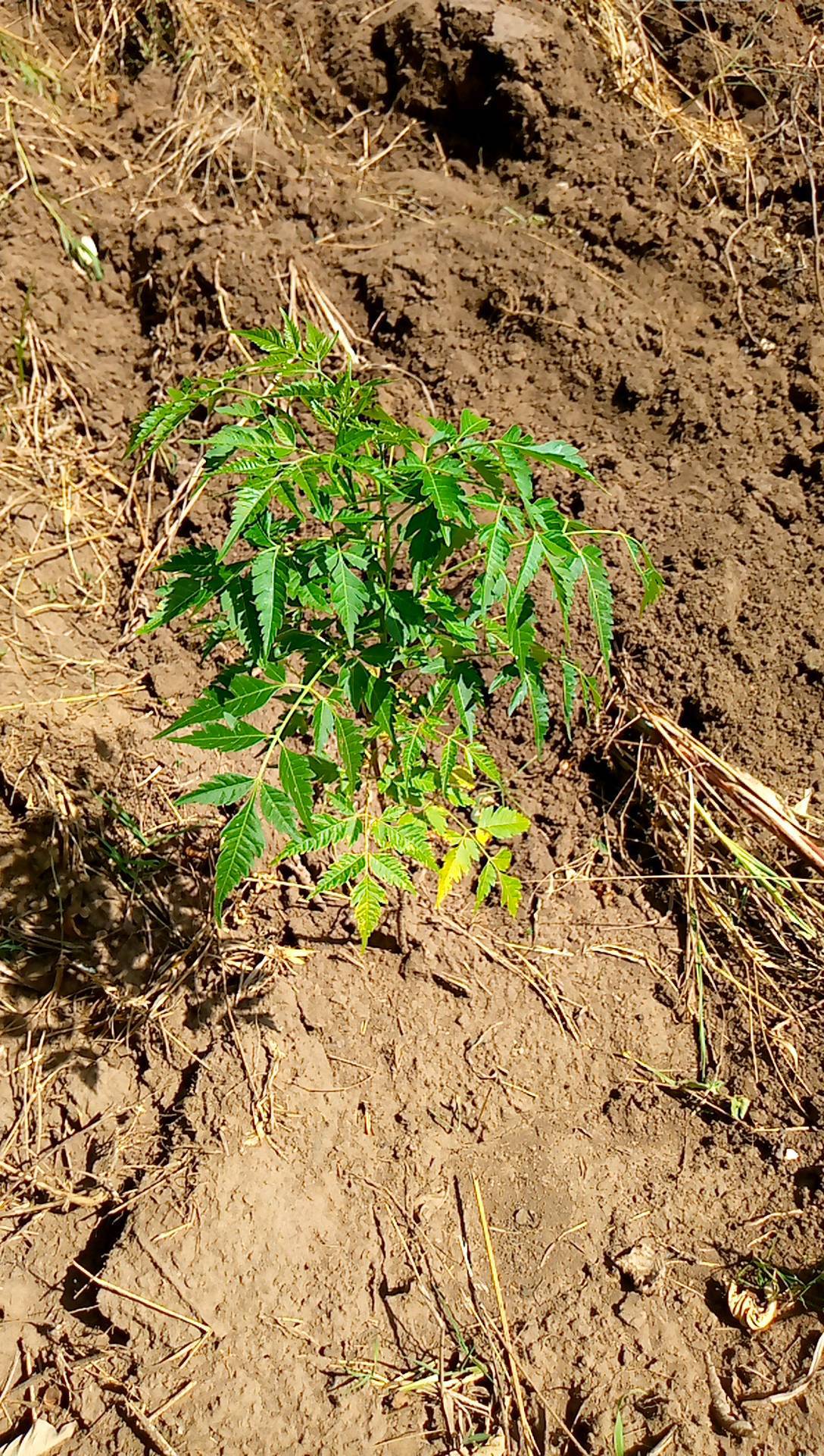tree