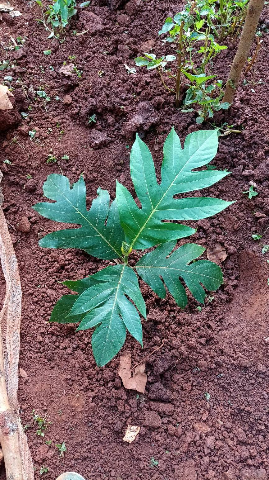 tree